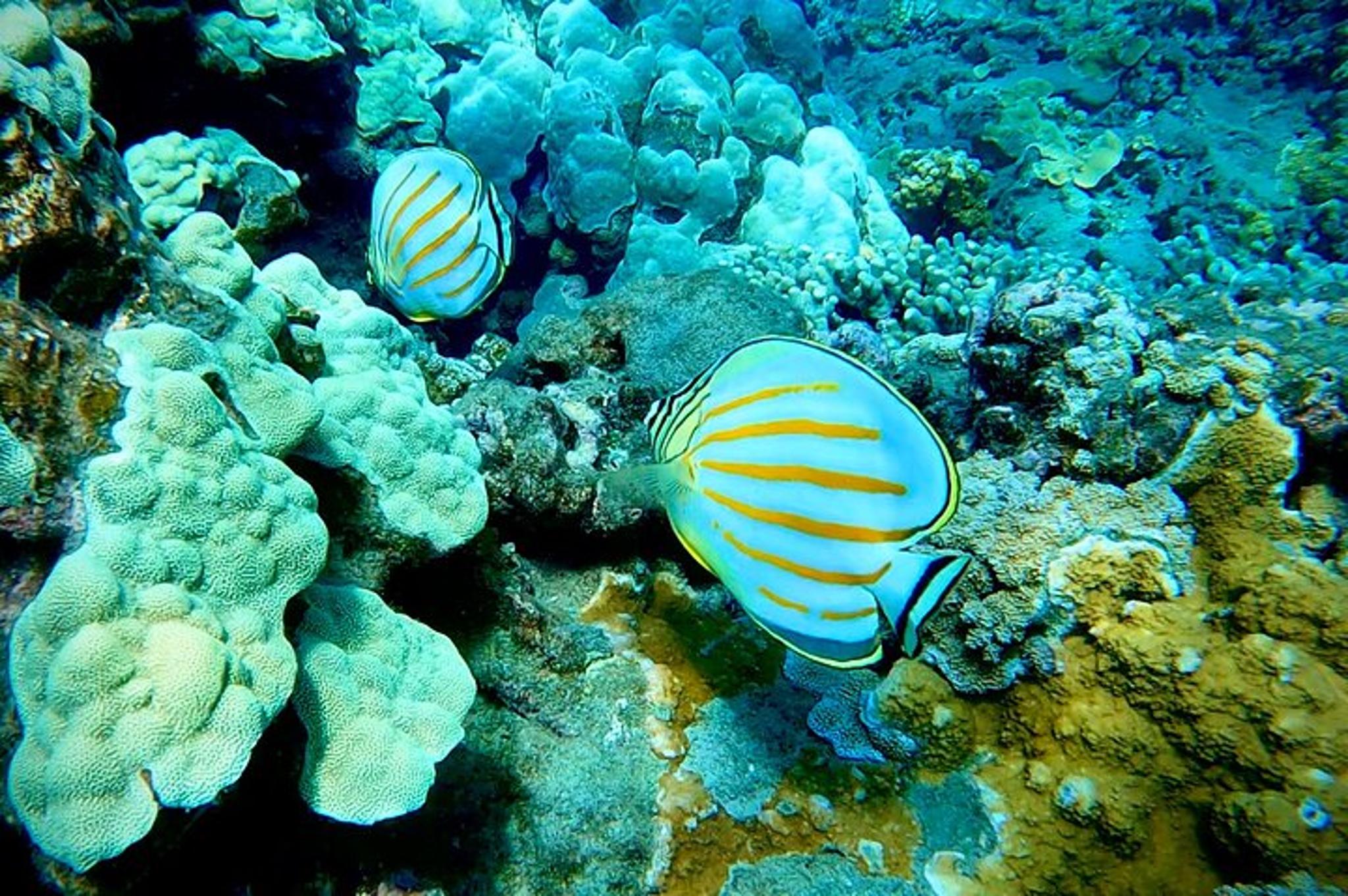Maui Snorkel Tour with Marine Biologist 2 hr - Image 3