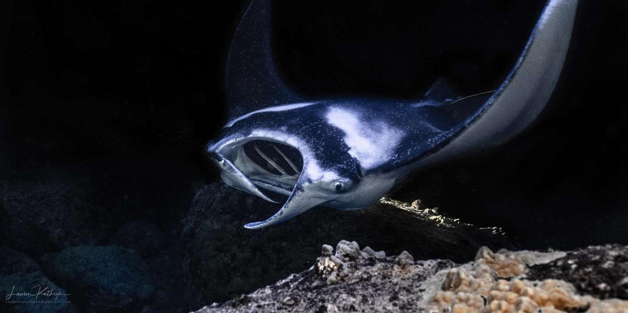 Kailua-Kona Manta Ray Snorkel Tour