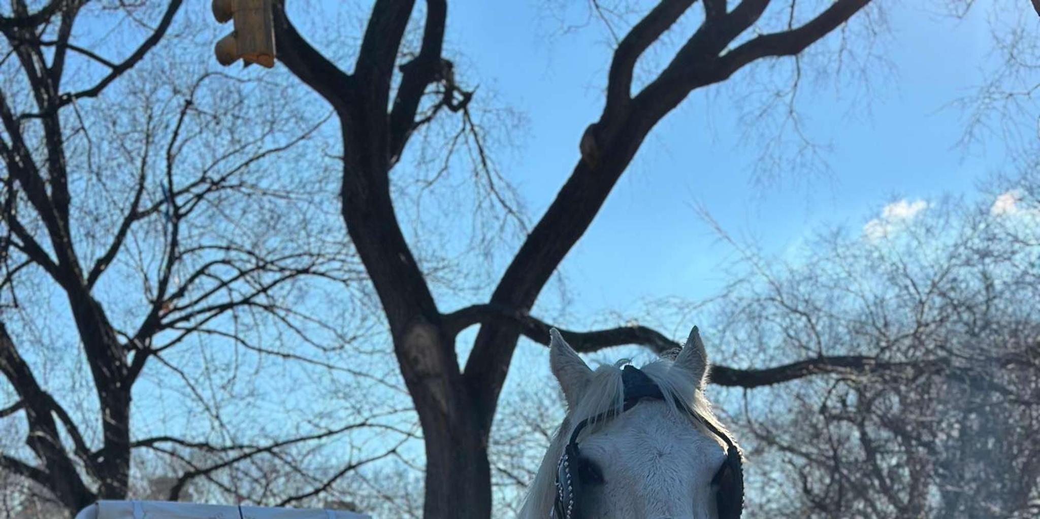 New York Central Park Horse Carriage Ride - Image 2