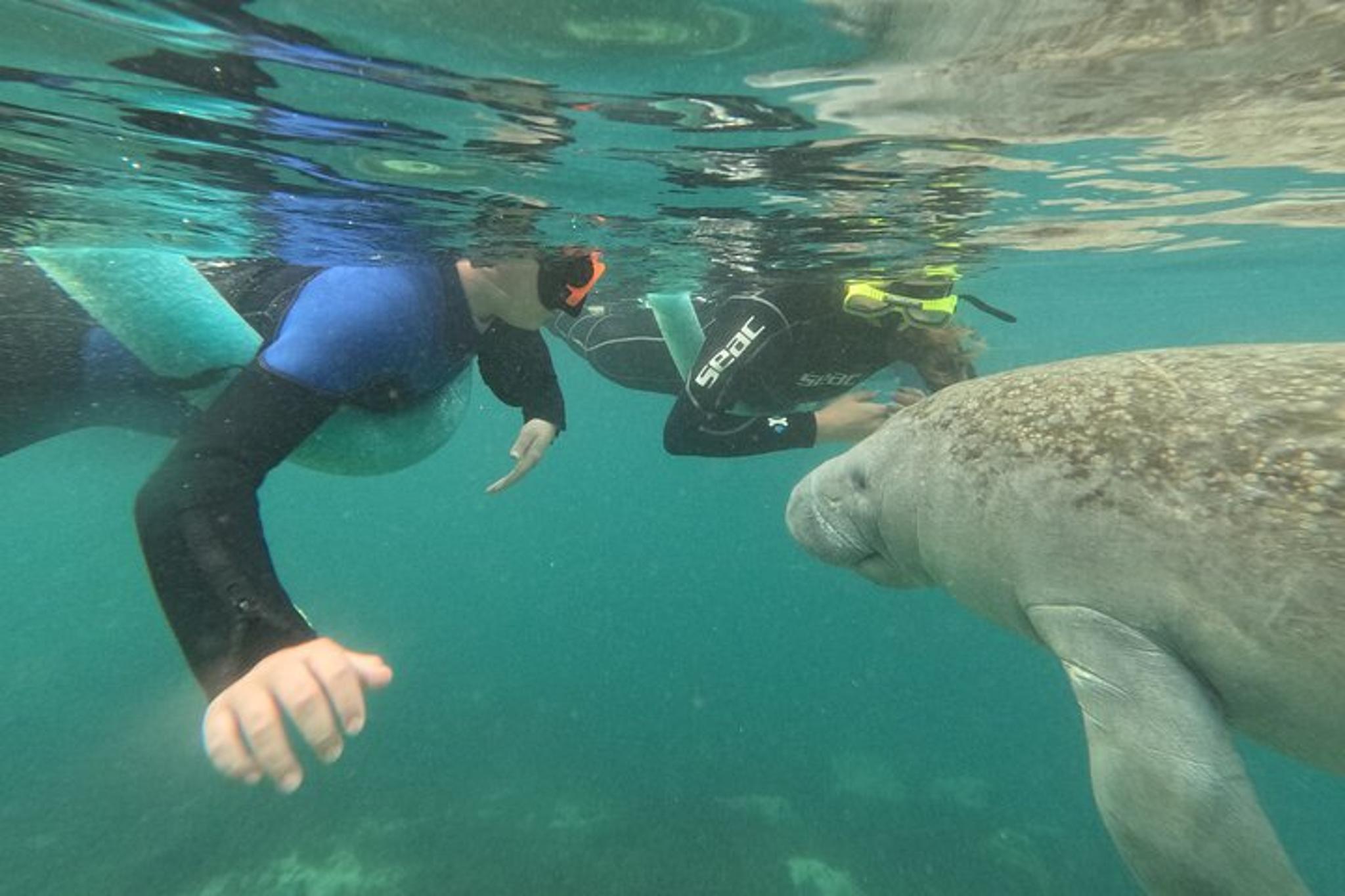 Crystal River Manatee Swim Small Group 3 hr - Image 2