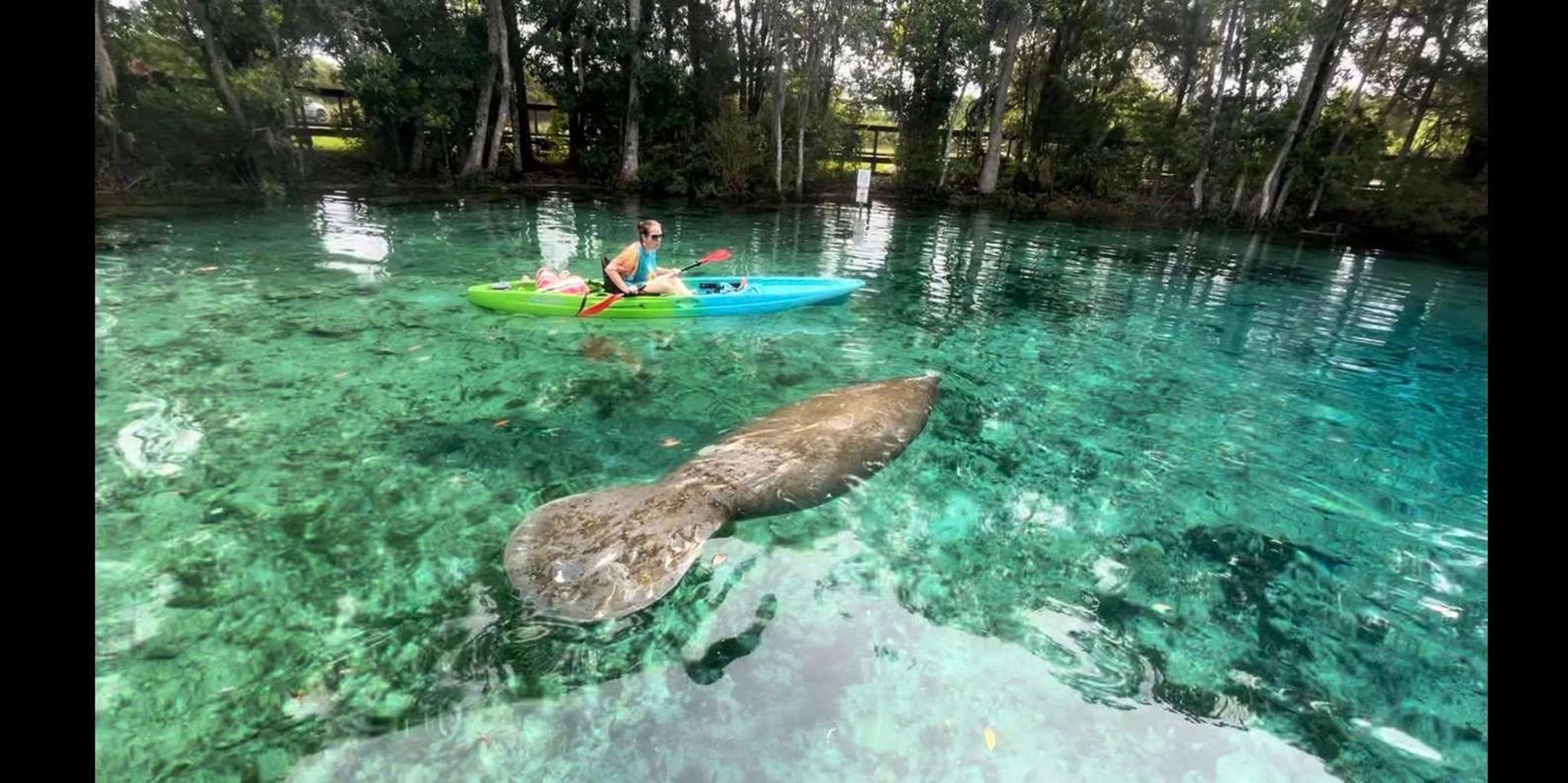 Crystal River Clear Kayak and Snorkeling Tour - Image 3