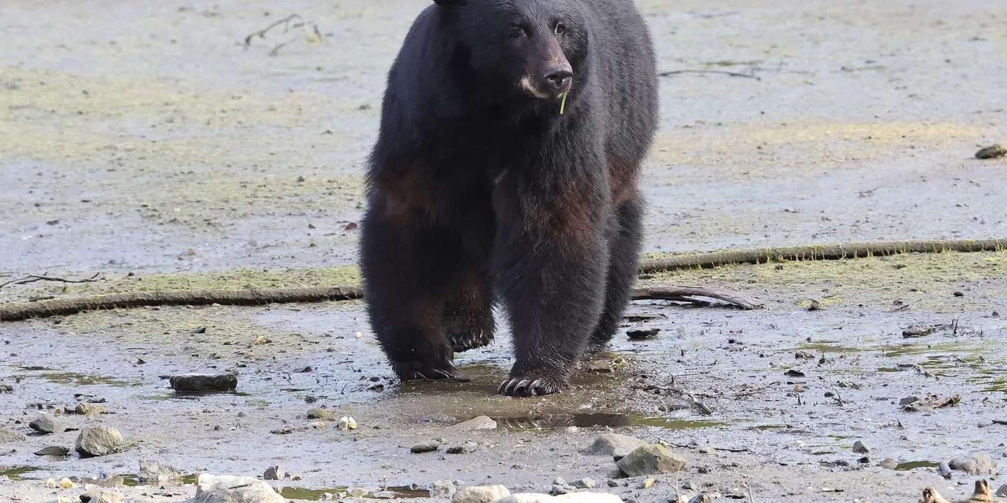 Ketchikan Private Tour with Totems and Wildlife