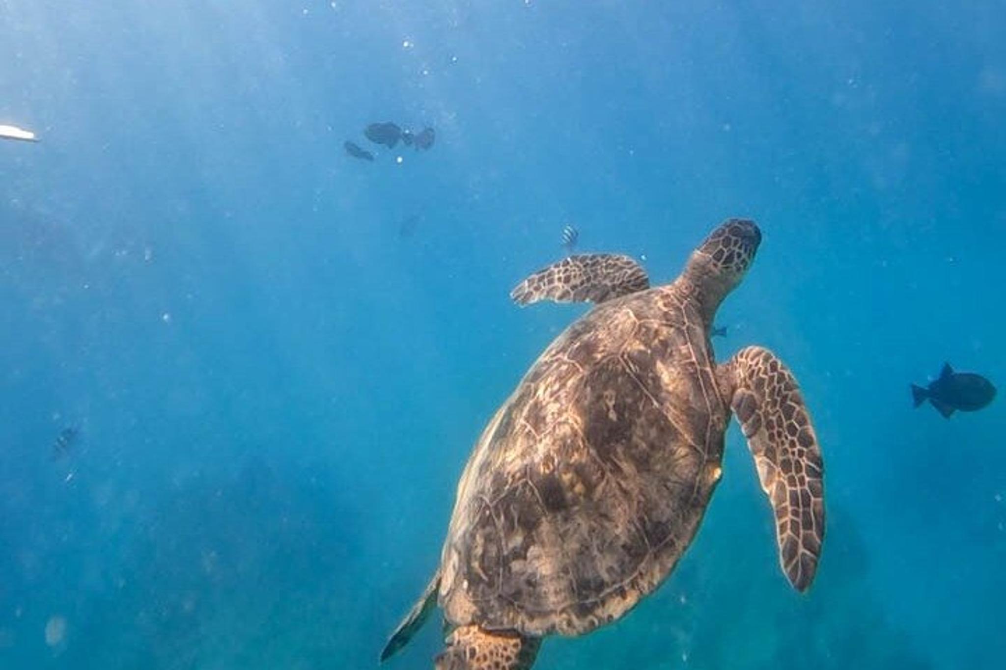 Oahu Snorkeling Tour with Sea Turtles 3 hr - Image 1