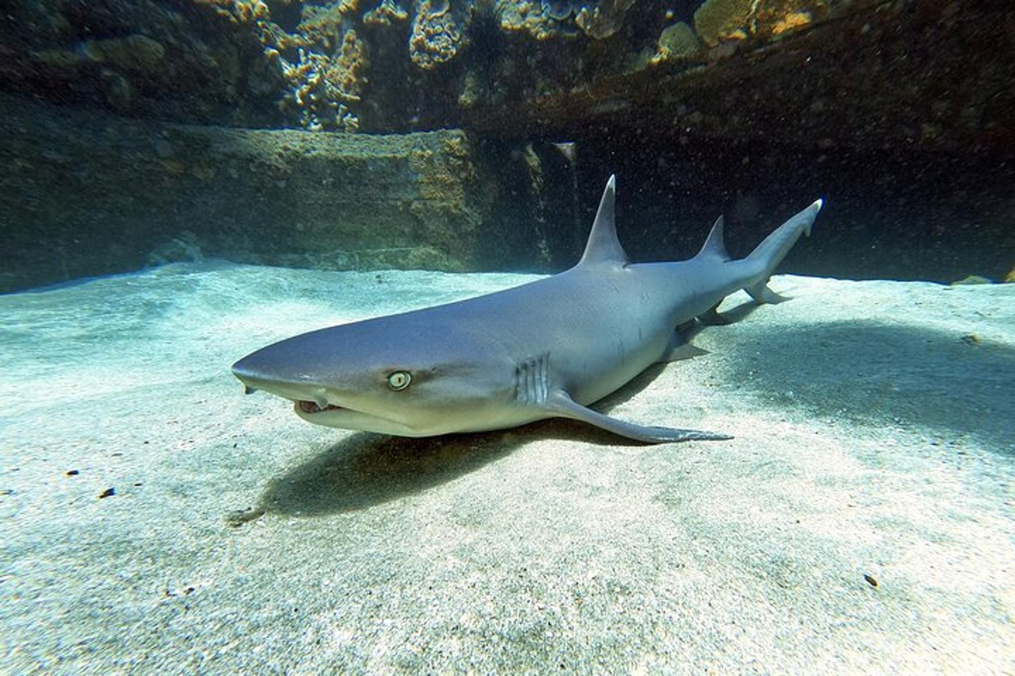 Maui Scuba Diving Experience - Image 5