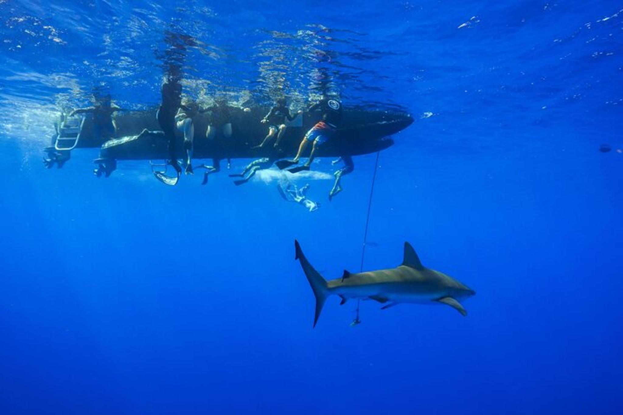 Haleiwa Ocean Adventure Dive - Image 3