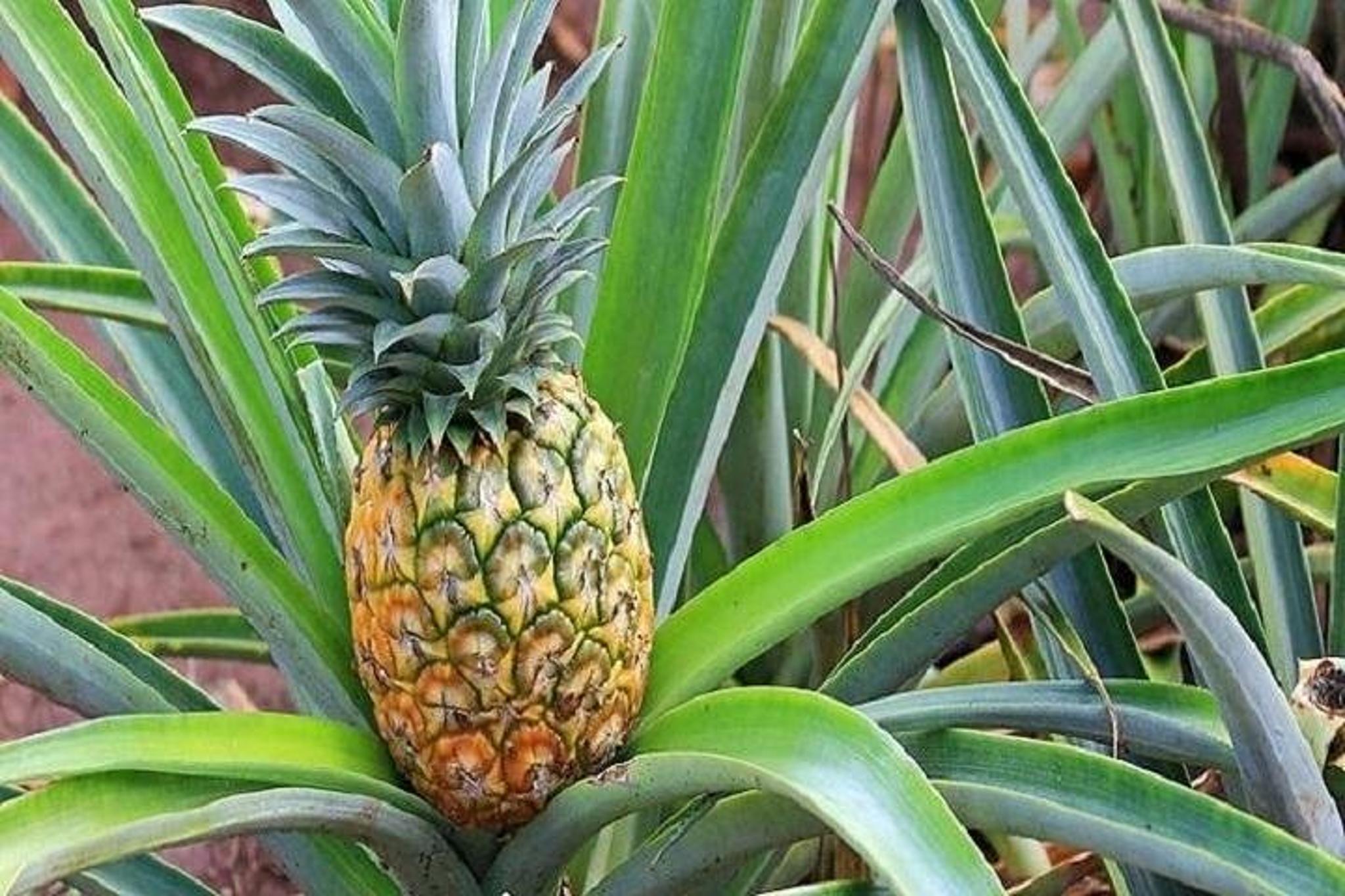 Waikiki Pearl Harbor, Dole Plantation, and Polynesian Center Tour