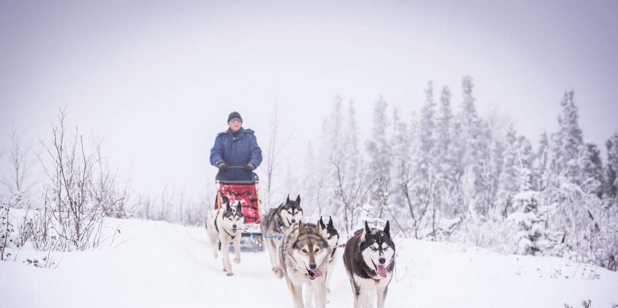 Fairbanks Dog Sledding Adventure