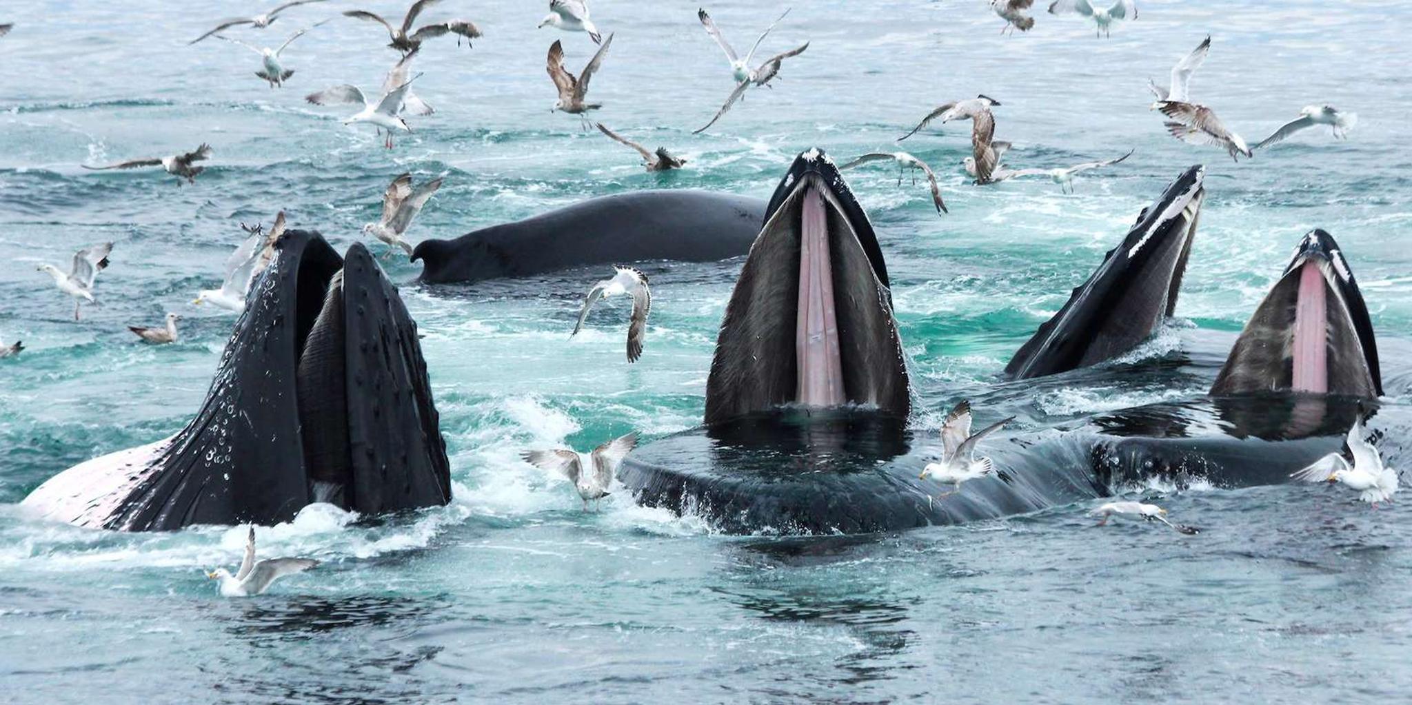 Boston Whale Watching Cruise by High-Speed Boat - Image 3