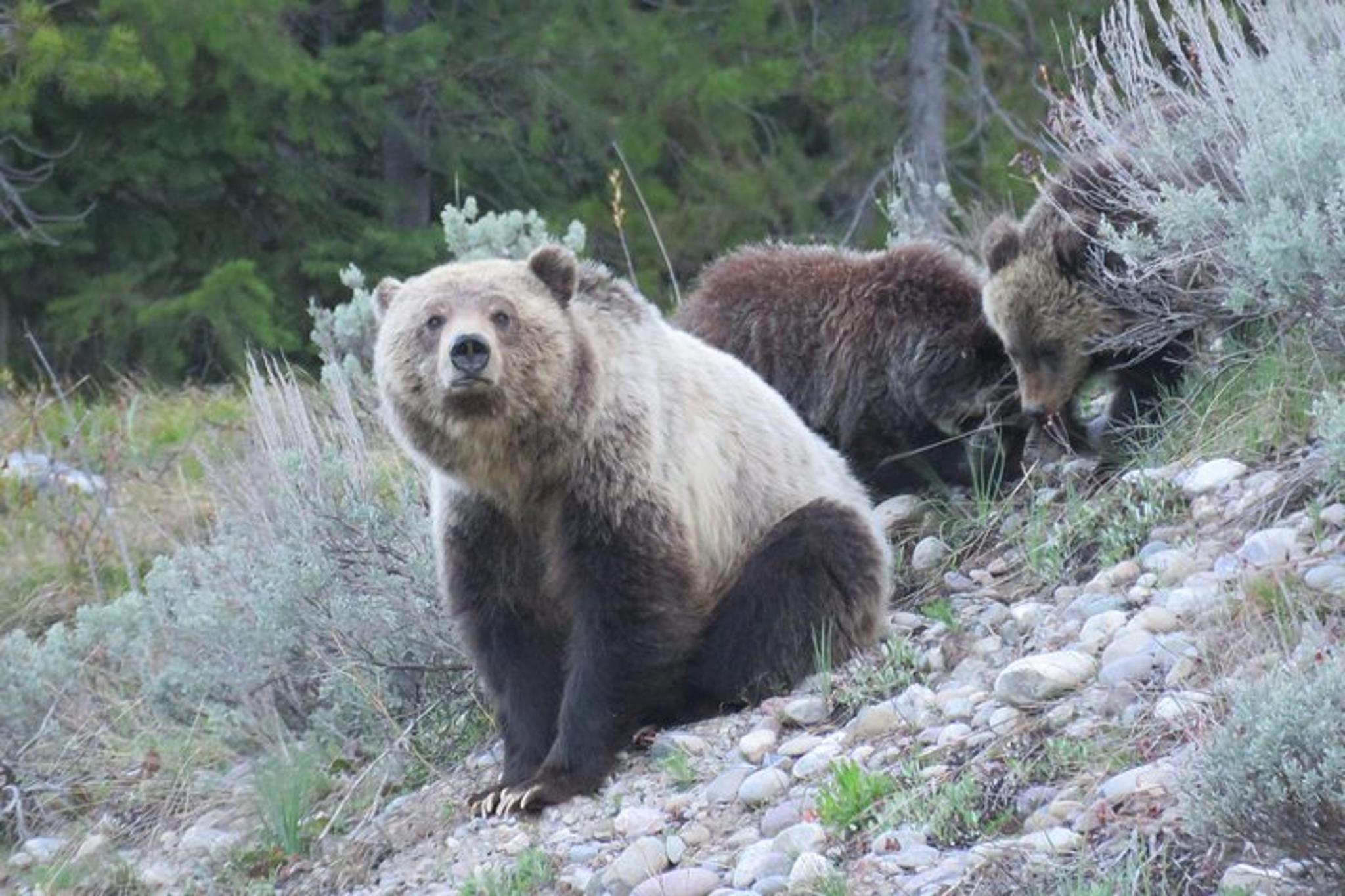 Jackson Hole Grand Teton National Park Guided Tour - Image 2