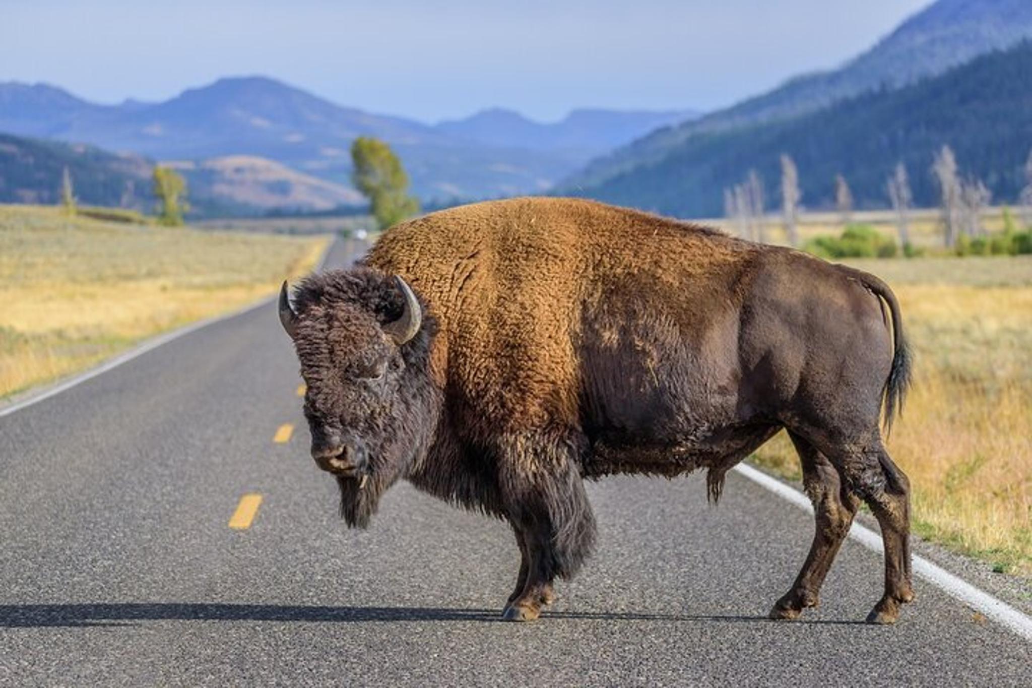 Jackson Hole Yellowstone National Park Tour - Image 3