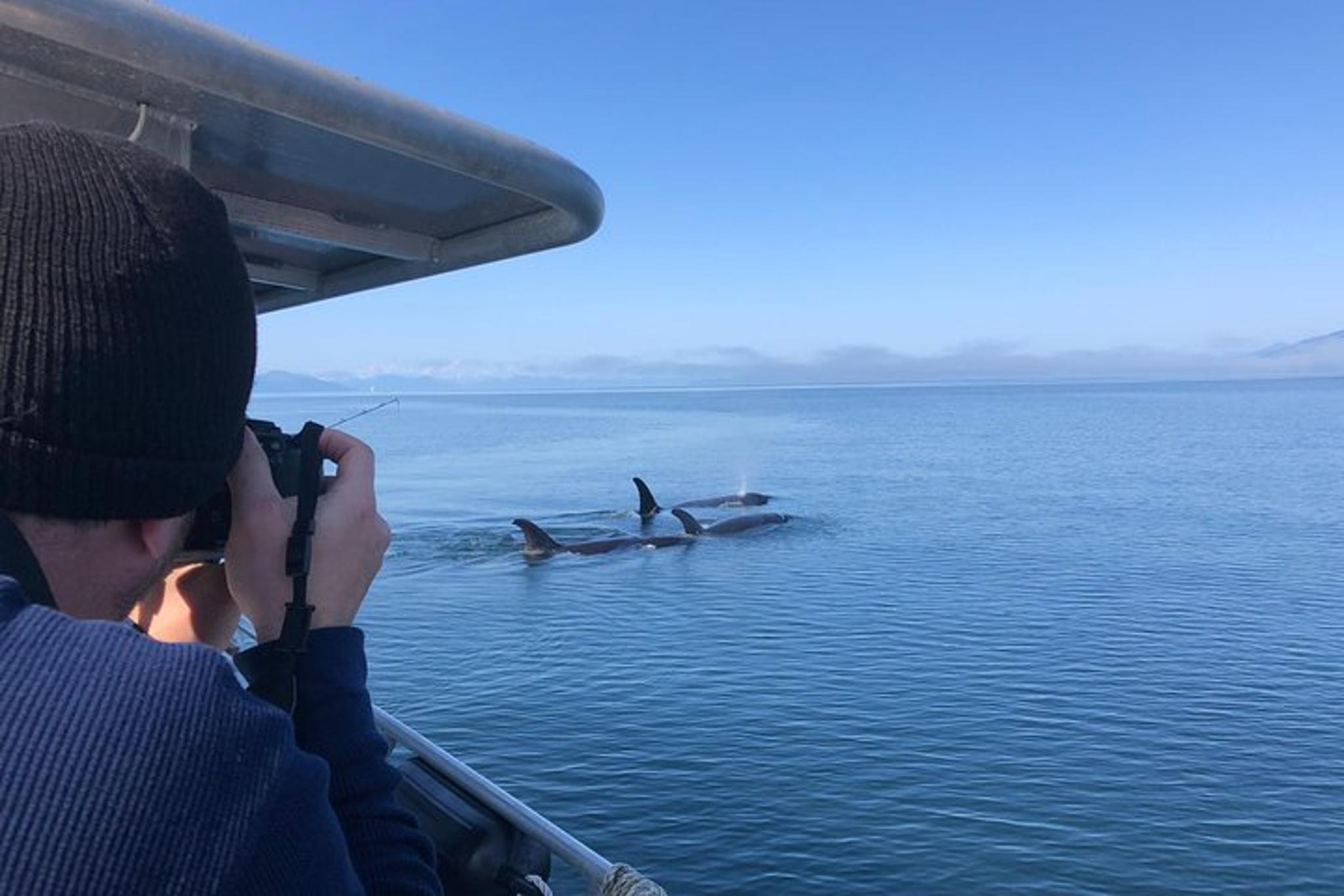 Icy Strait Point Whale Watching and Bear Search - Image 2