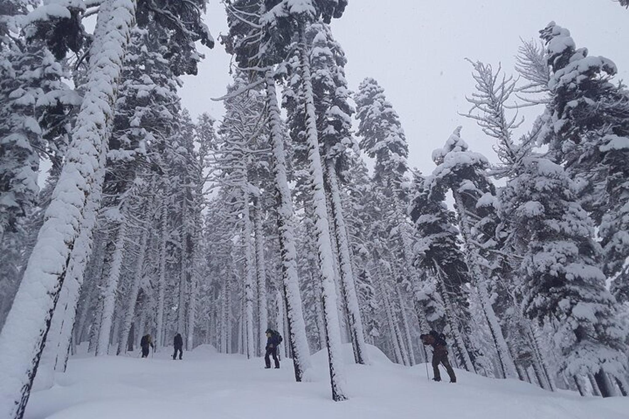 Lake Tahoe Sunset Snowshoe Trek - Image 6