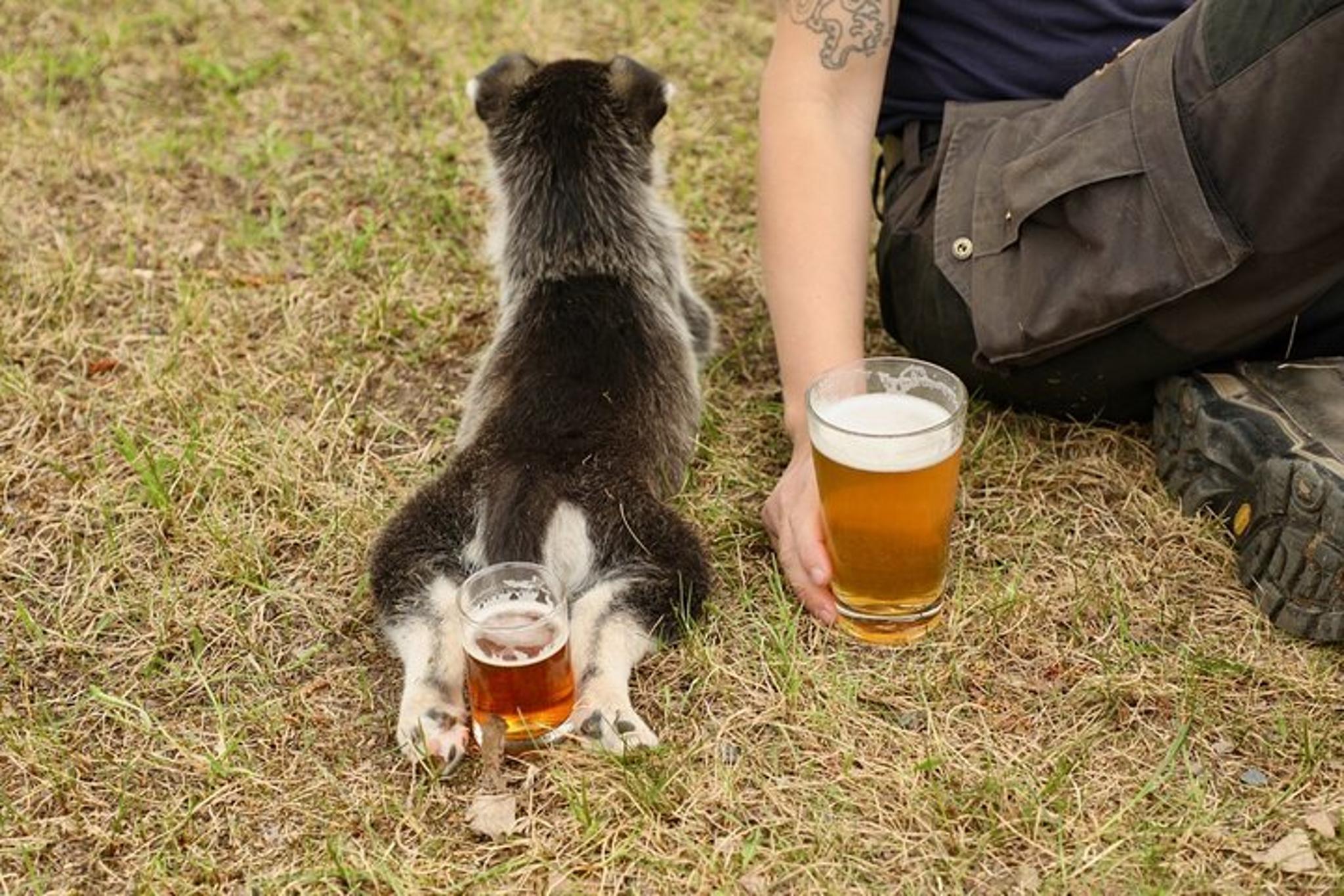 Fairbanks Beer and Puppies Experience 1.5 hr - Image 3