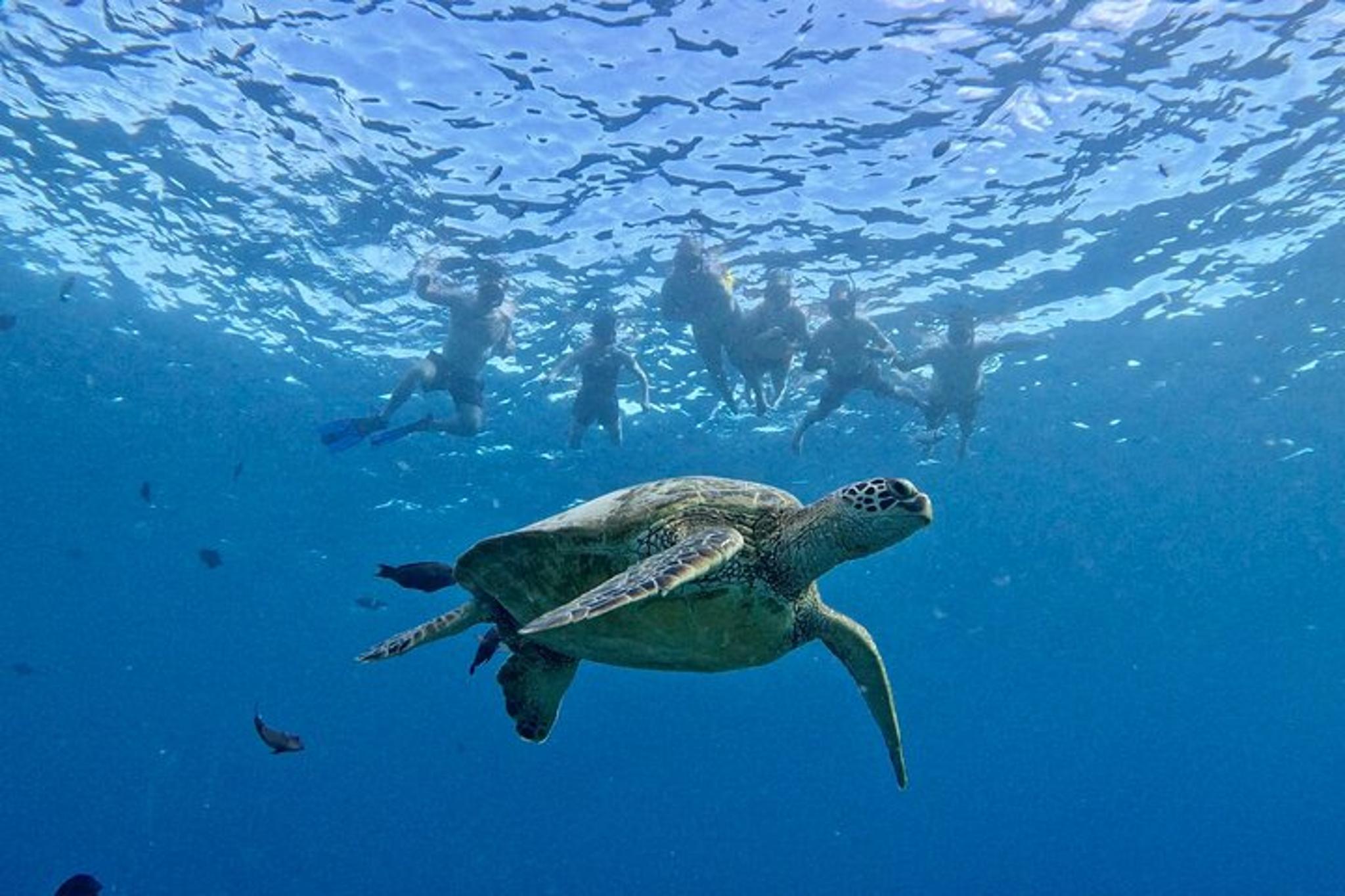 Oahu Turtle Snorkel Tour - Image 3