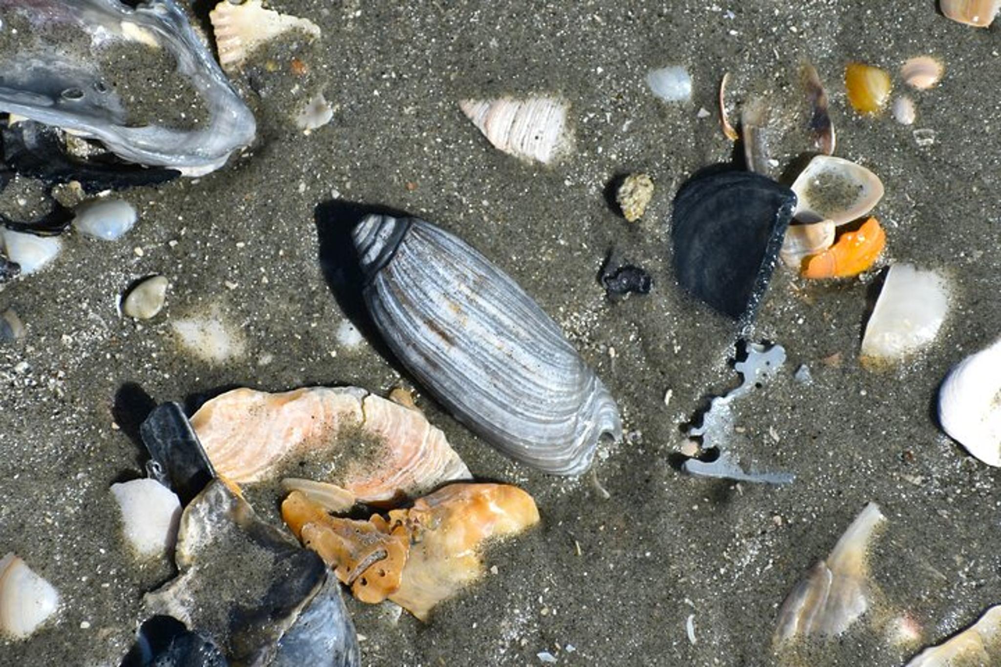 Charleston Fossil Excursion with Local Guide - Image 4