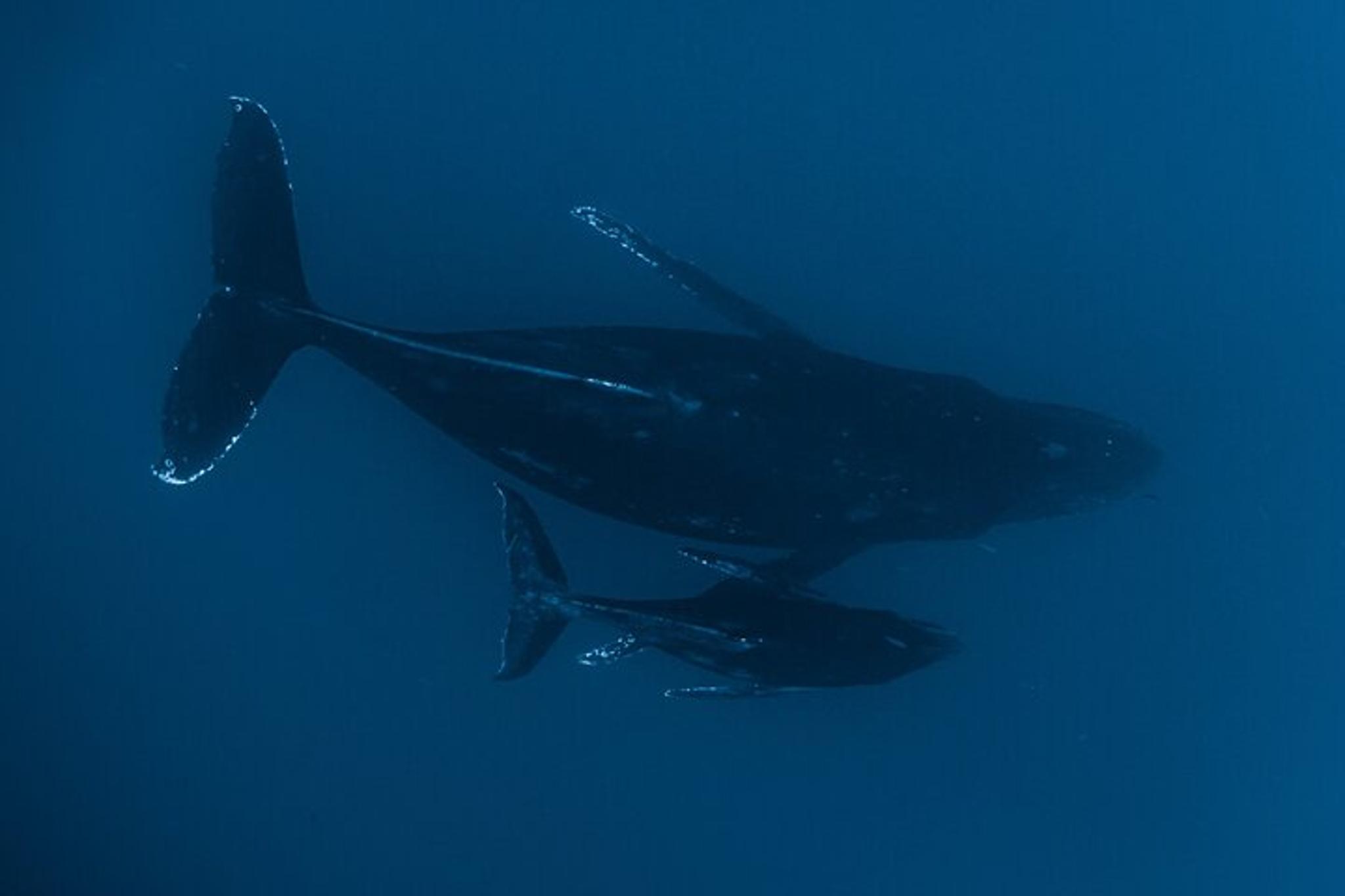 Kona Whale Watching Tour - Image 6
