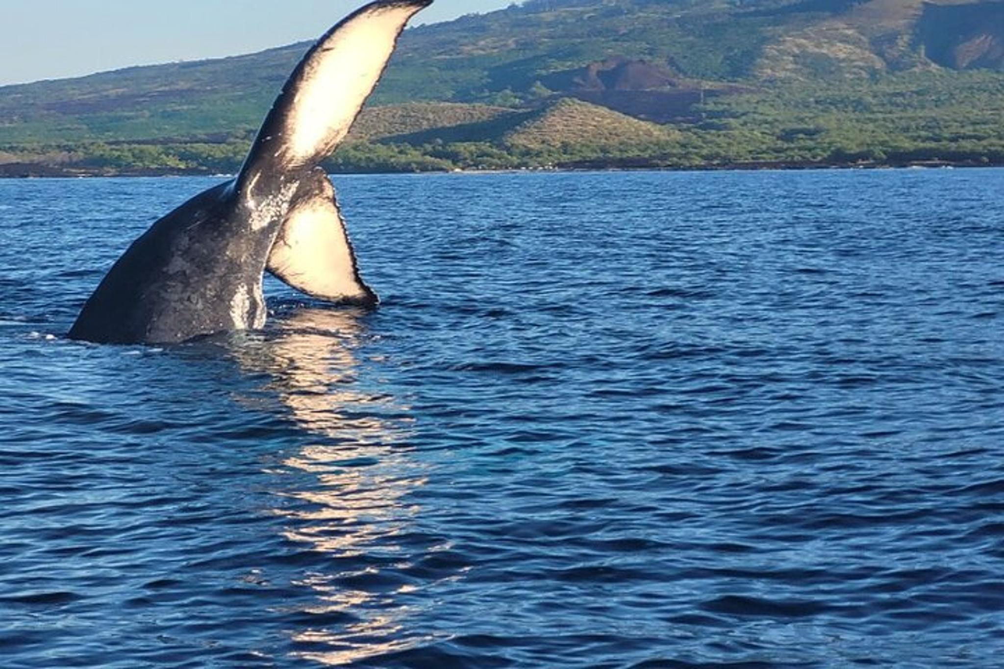Maui Whale Watching Tour 1.5 hr - Image 5