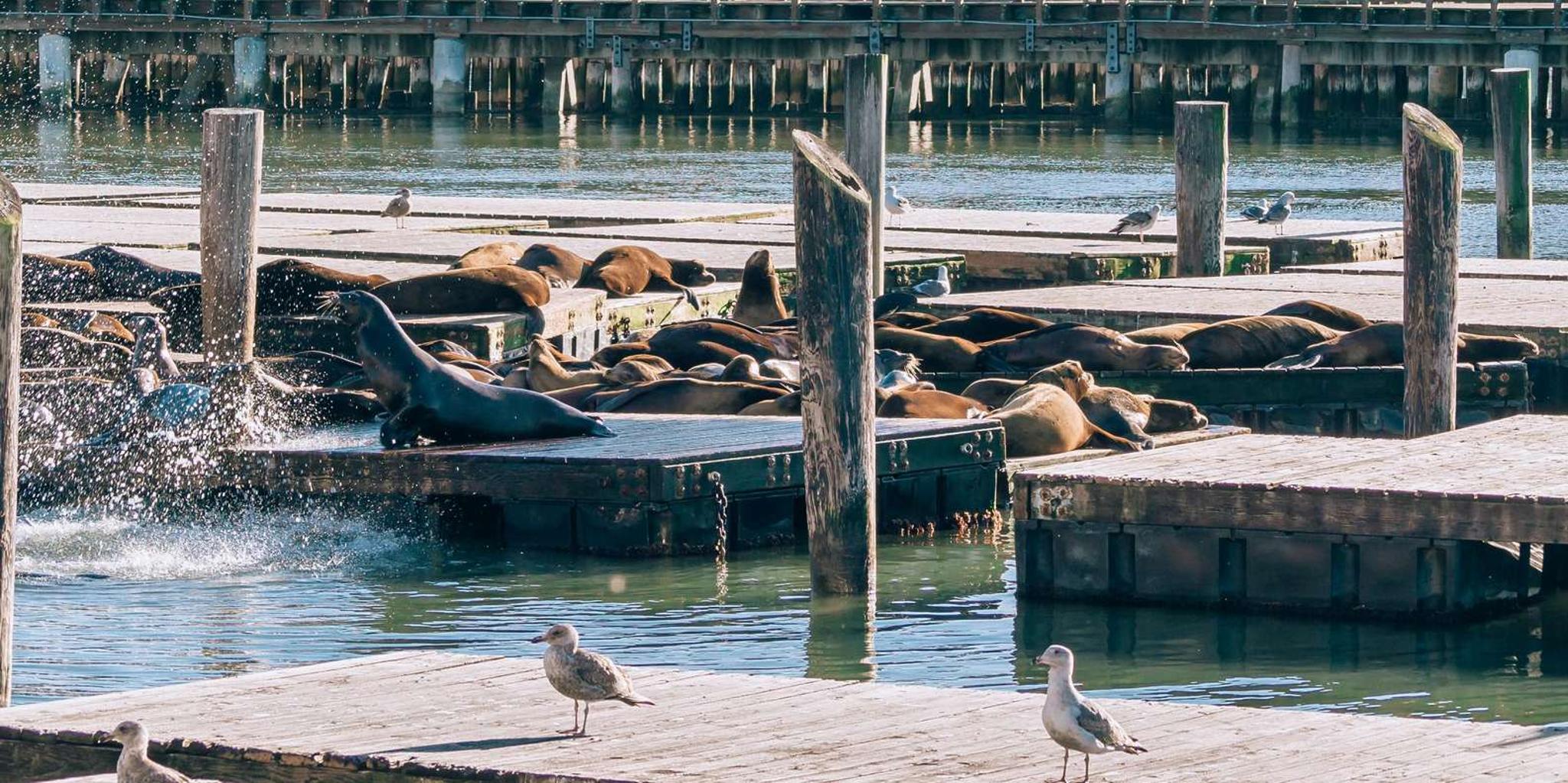 San Francisco City Highlights Tour - Image 3