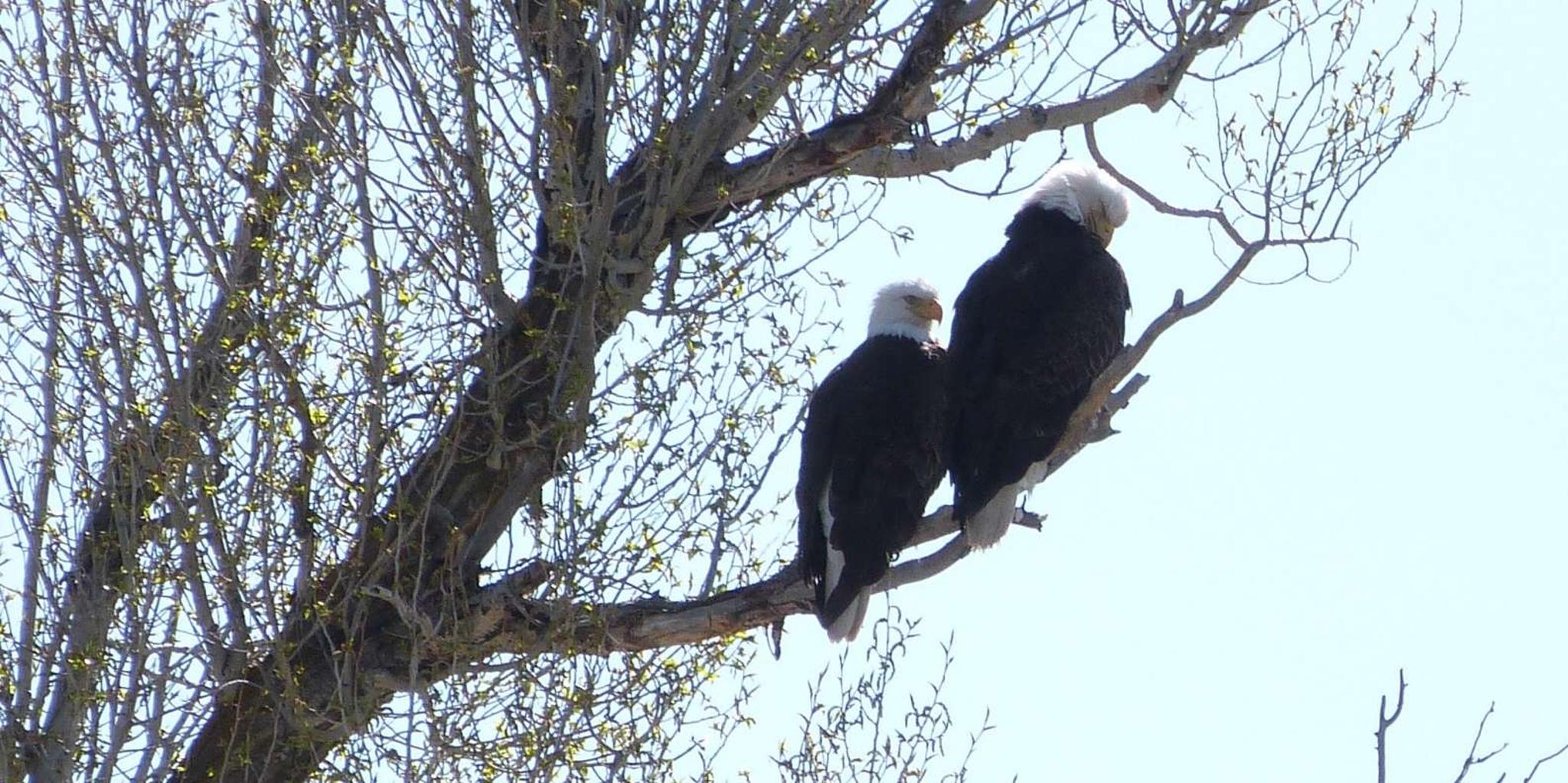 Jackson Snake River Fishing Trip - Image 3
