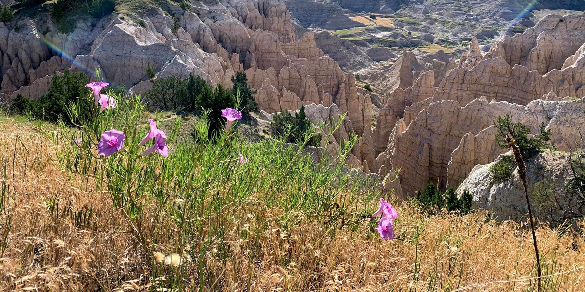Rapid City Badlands National Park Day Tour - Image 6