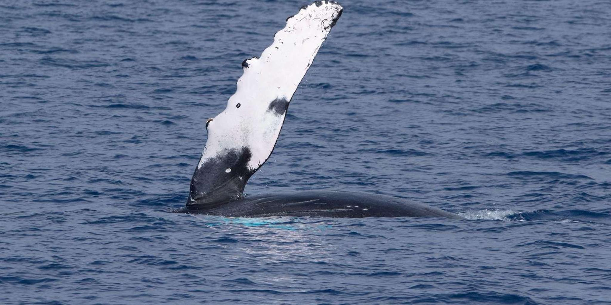 Kailua-Kona Whale Watching Super-Raft Tour 2.5 Hr - Image 2