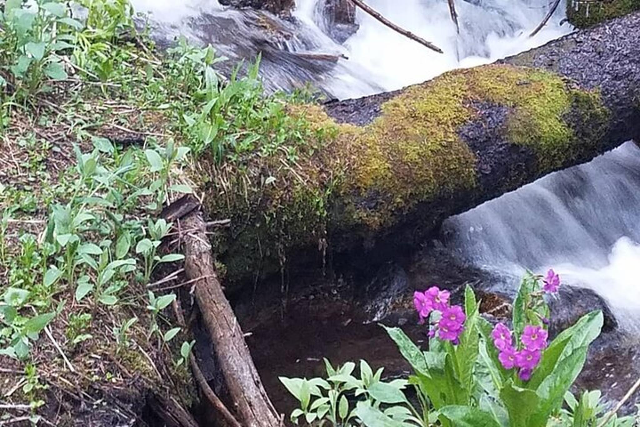 Rocky Mountain National Park Women's Hike to Ouzel Falls - Image 4