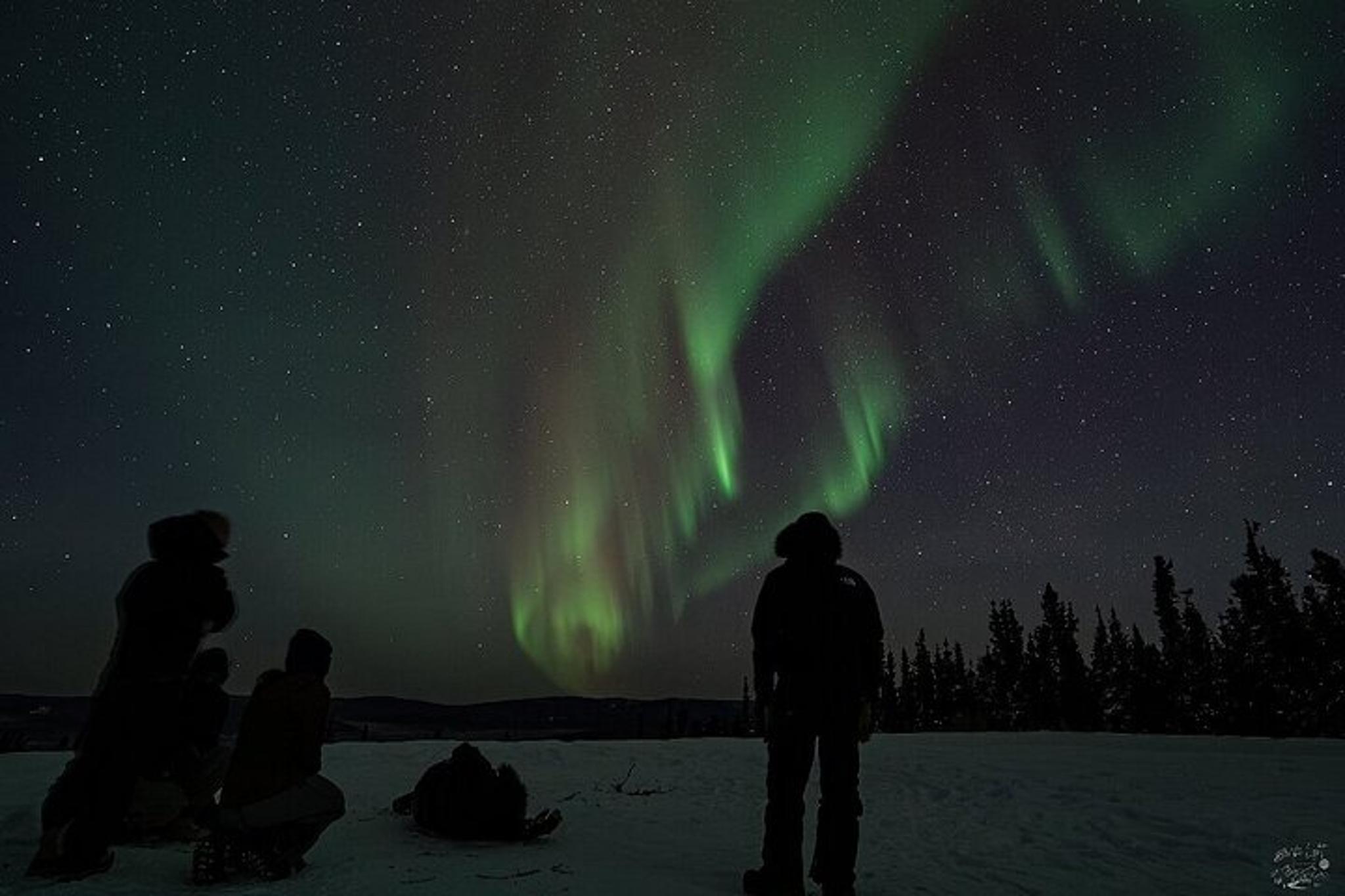Fairbanks Dog Sledding and Northern Lights Combo - Image 5