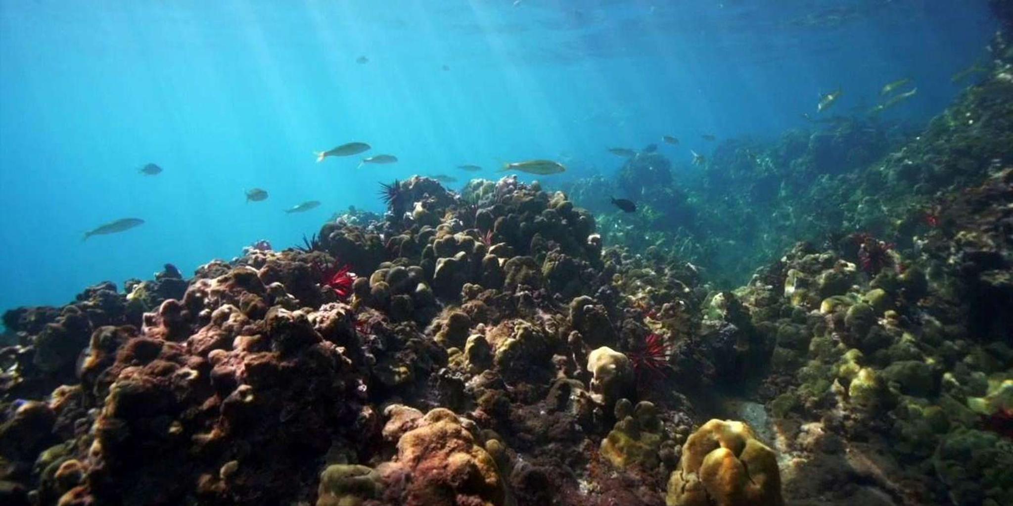 Maui Flotation Therapy Equipment Rental - Image 3