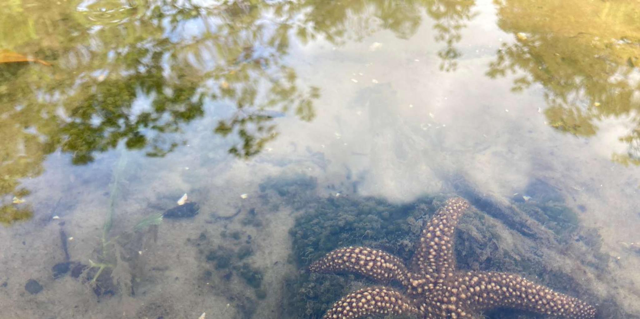 Marco Island Mangrove Kayak Tour 2hr - Image 6