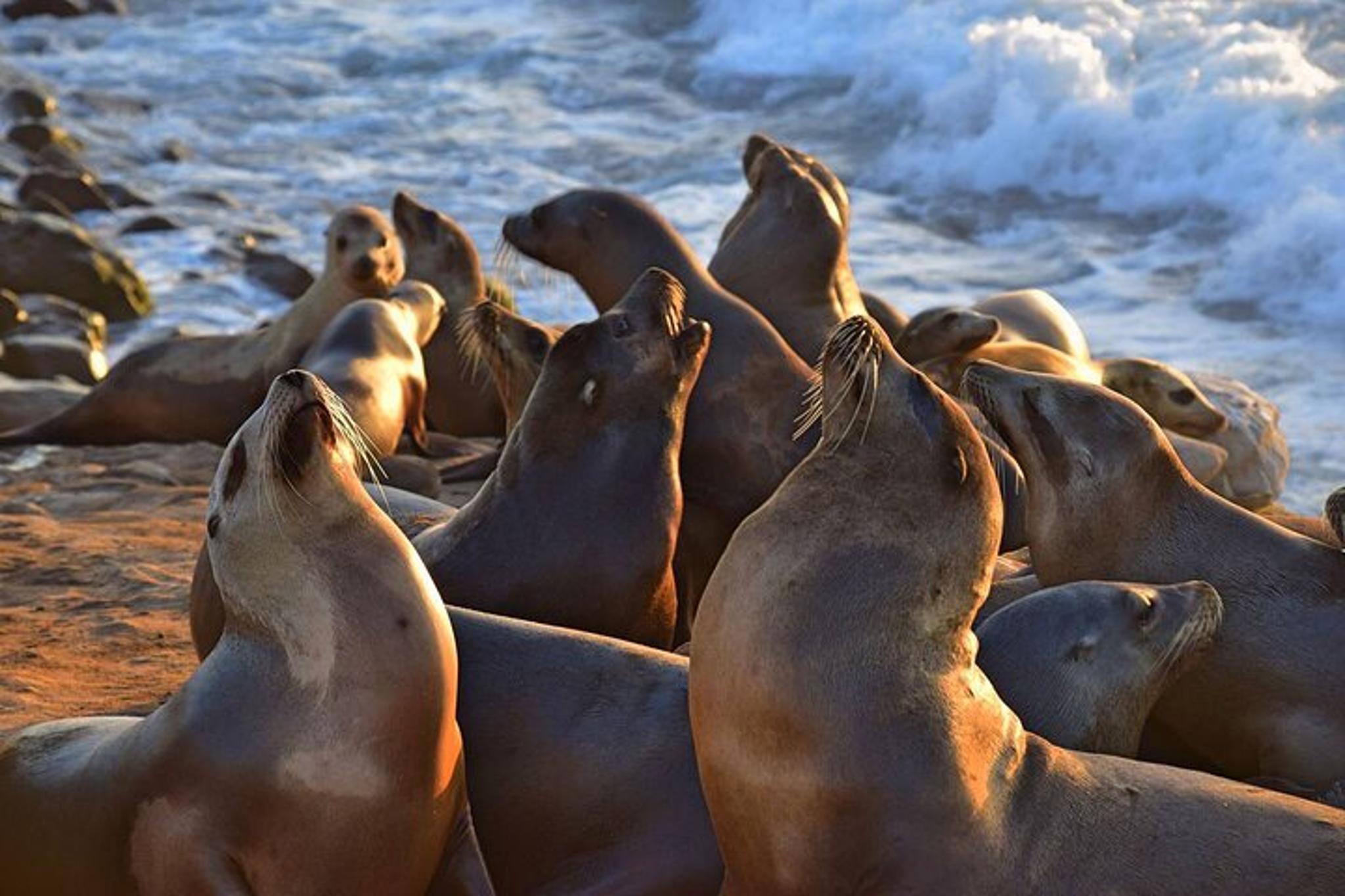 San Diego Walking Tour in La Jolla 1.5 hr