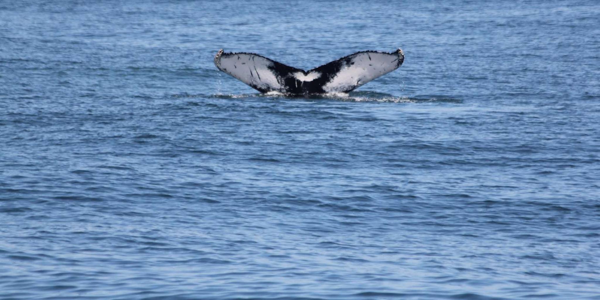 Cape May Whale and Dolphin Watching Cruise - Image 4