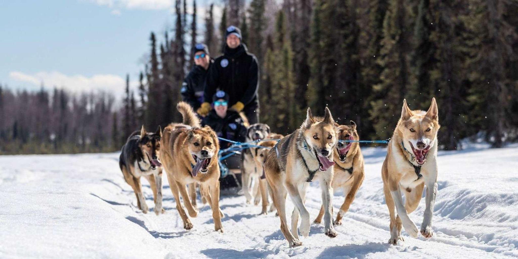 Anchorage Dog Sled Ride in Willow - Image 2