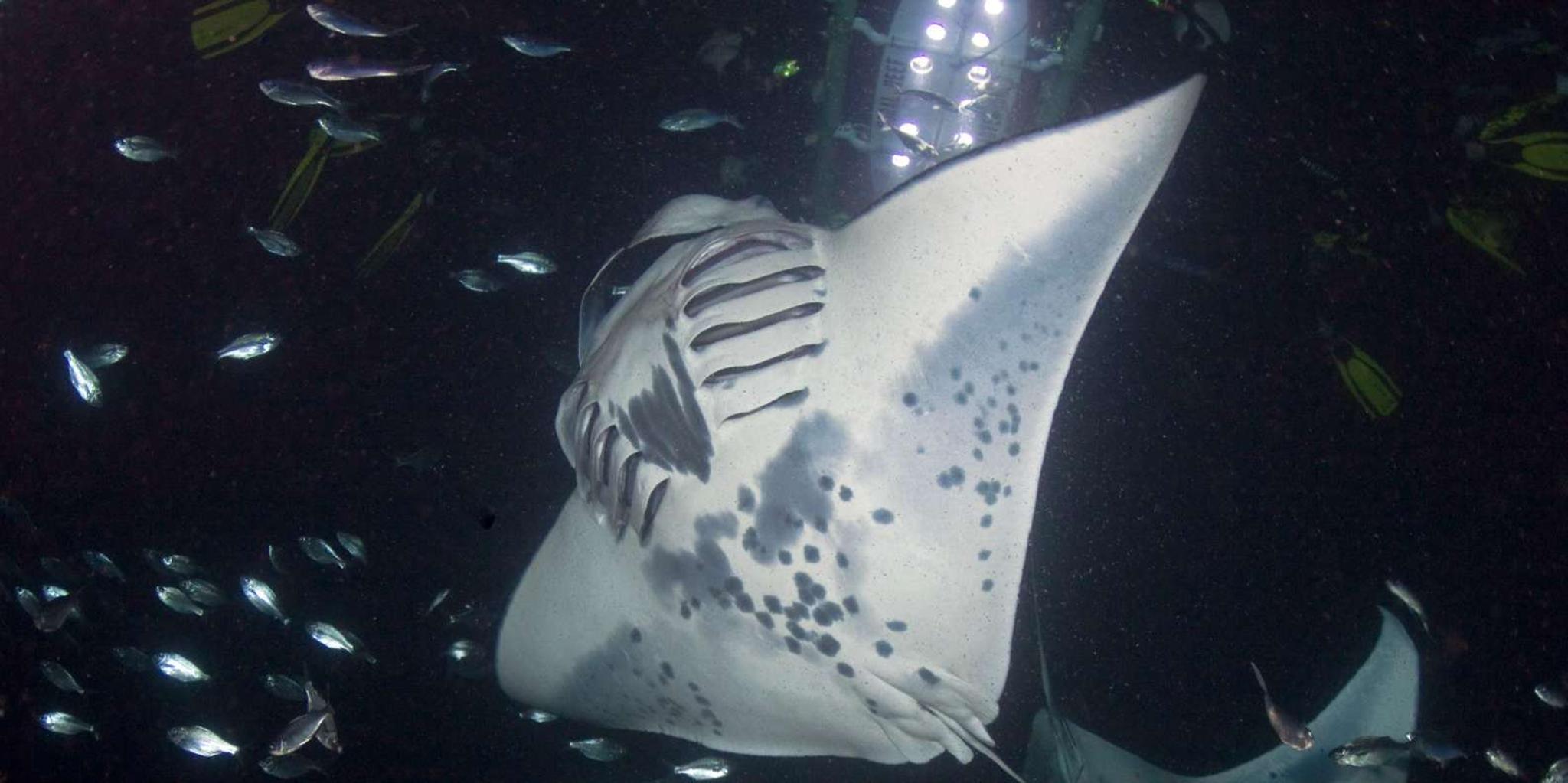 Kona Manta Ray Snorkeling Tour at Sunset - Image 4