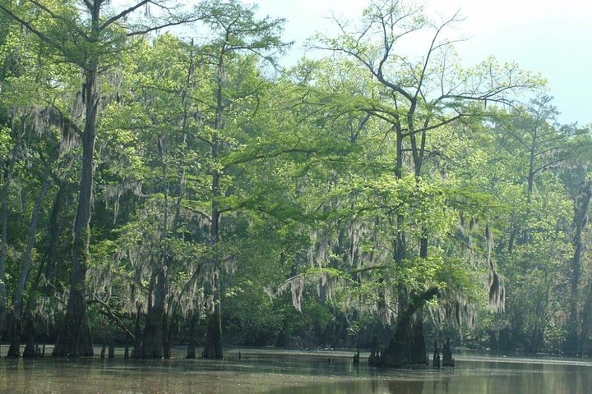 Slidell Honey Island Swamp Private Tour 2 hr