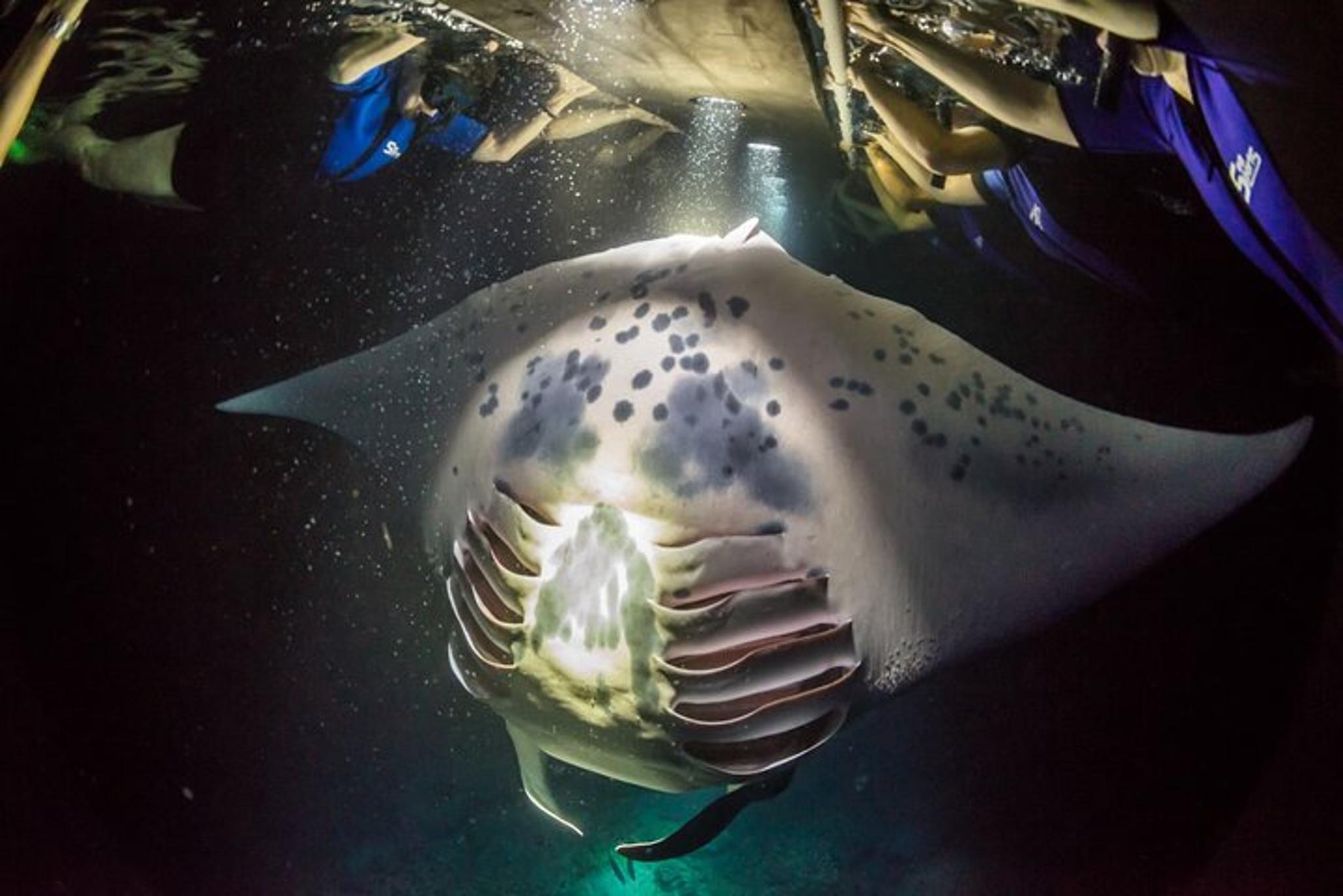 Kona Manta Ray Snorkel Tour - Image 6