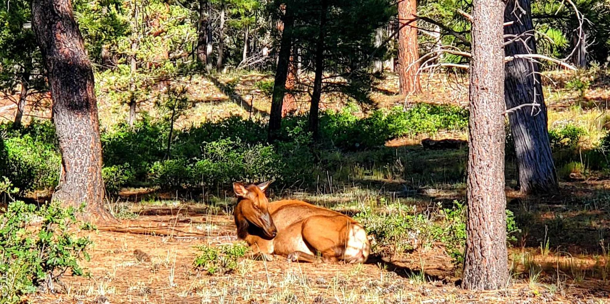Grand Canyon South Rim Tour with Lunch 4 hr - Image 6