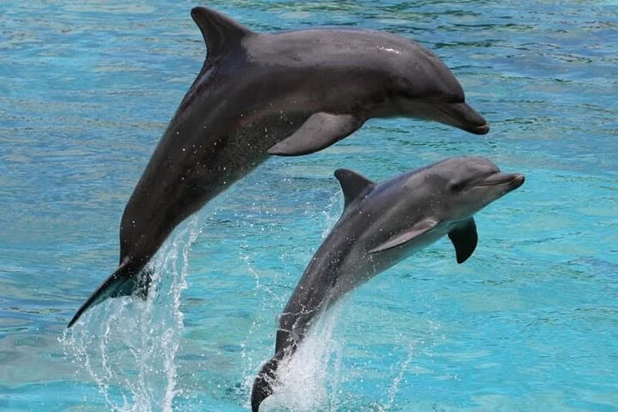 Destin Dolphin Watching Adventure - Image 2