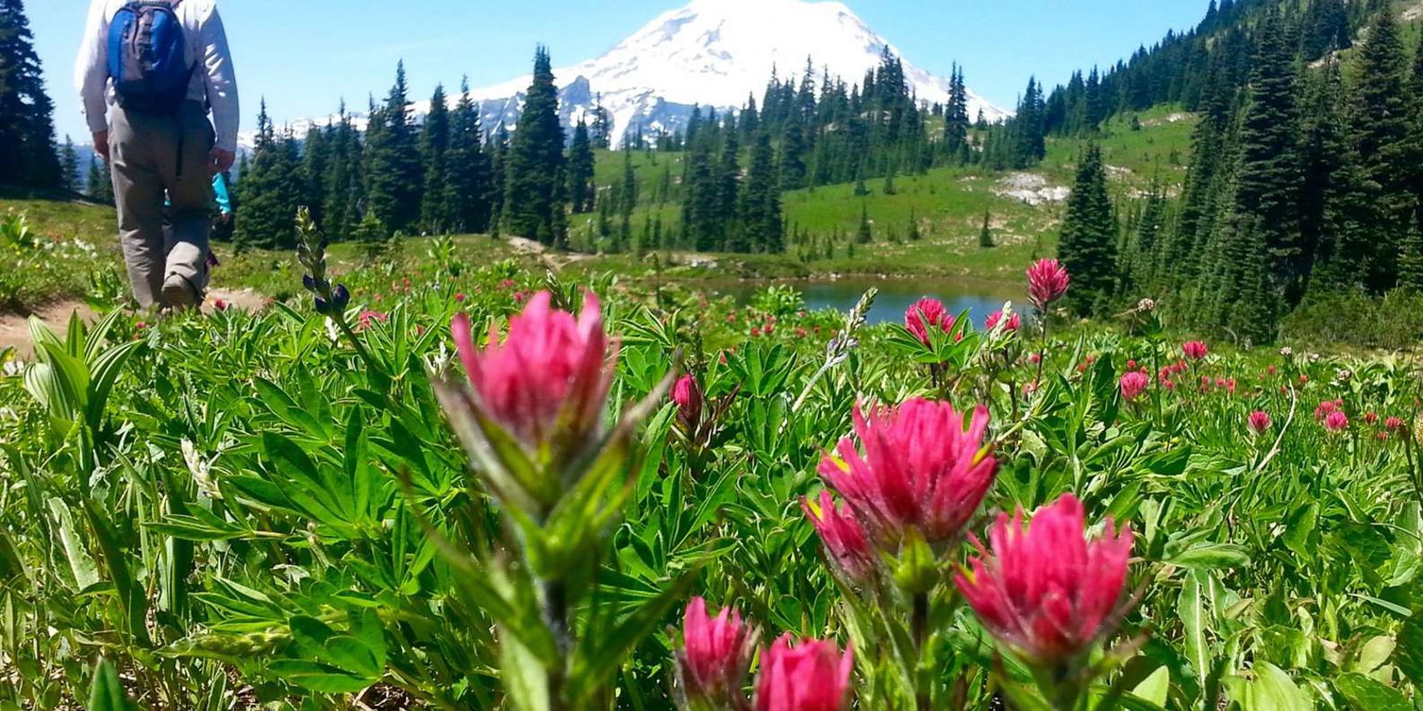Seattle Mount Rainier National Park Small-Group Tour - Image 6