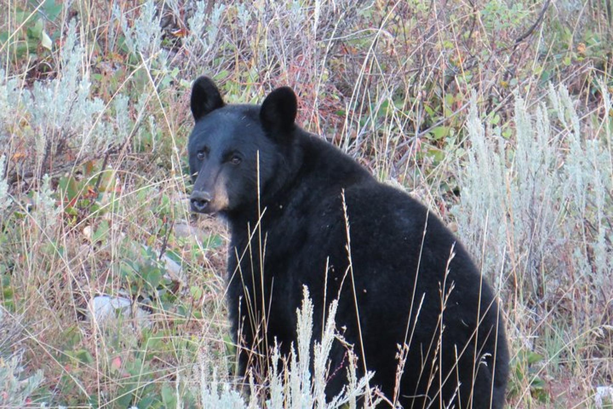 Jackson Hole Private Sunset Tour - Image 6