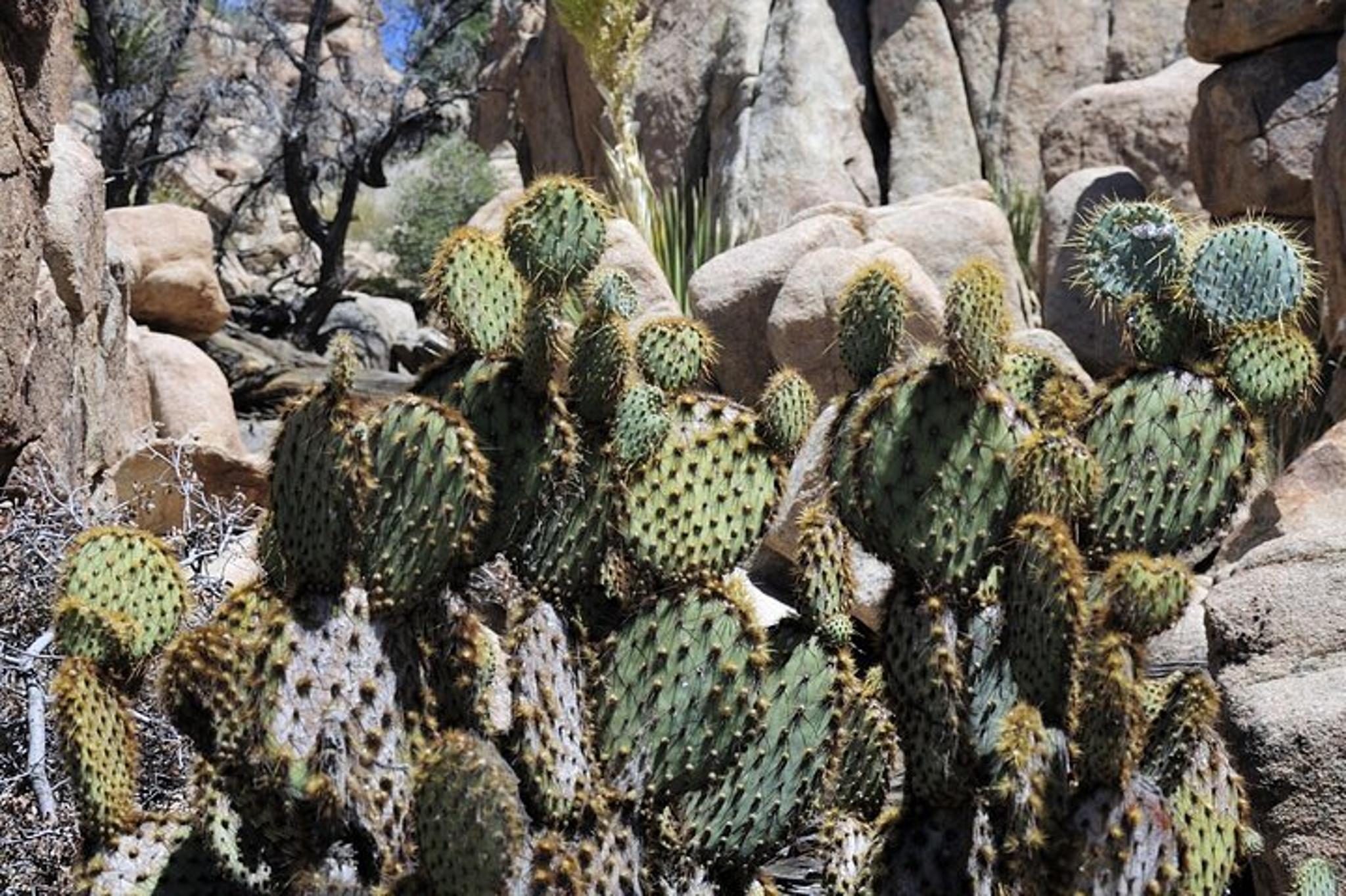 Joshua Tree Hidden Valley Self-Guided Walking Tour - Image 4