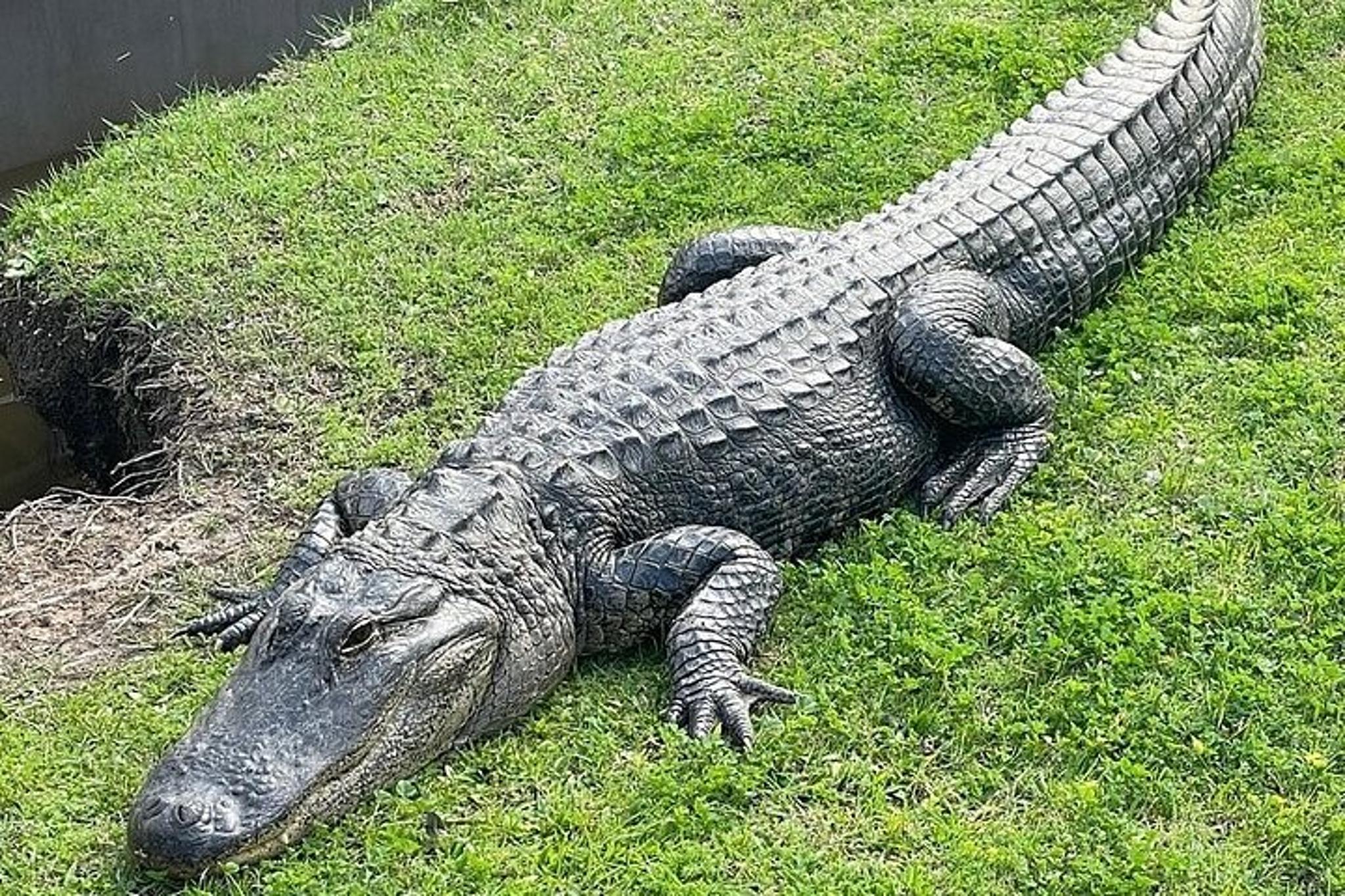 New Orleans Plantation and Swamp Tour - Image 4