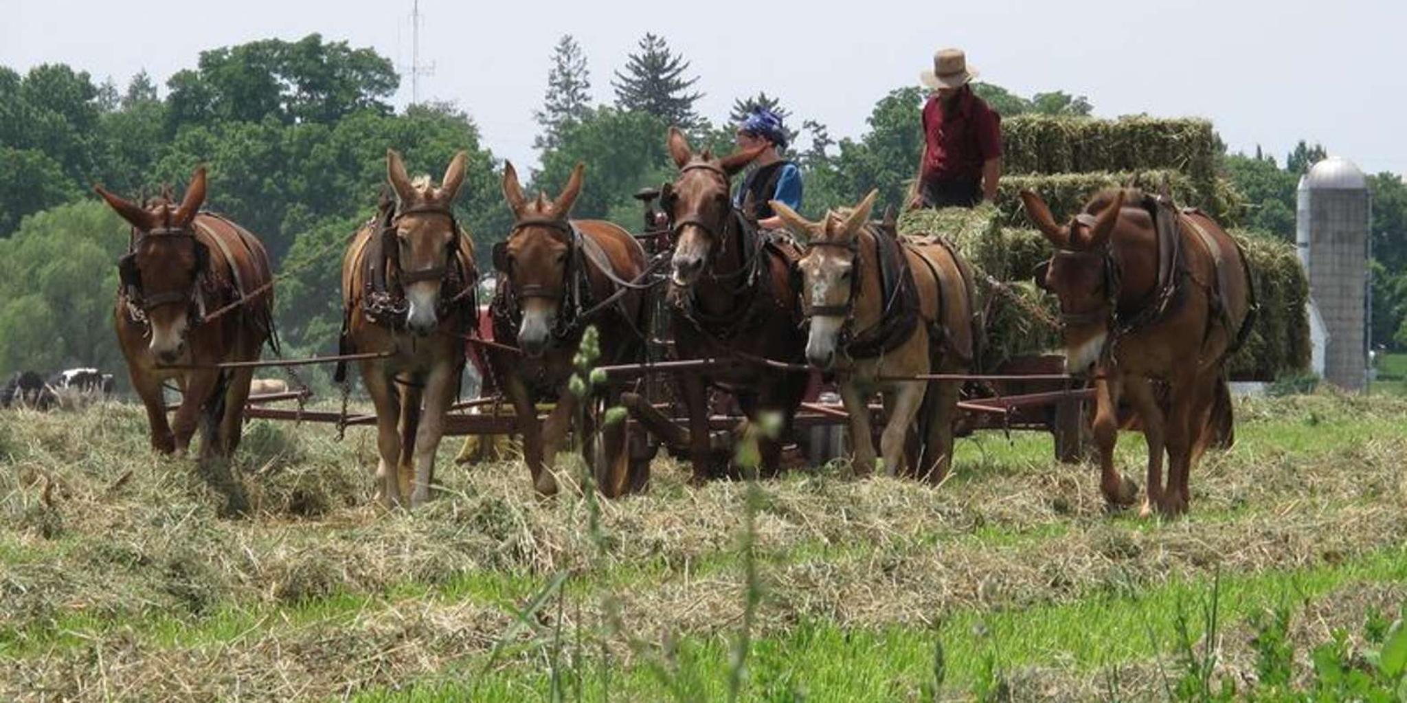 Philadelphia Amish Country Private Driving Tour - Image 6