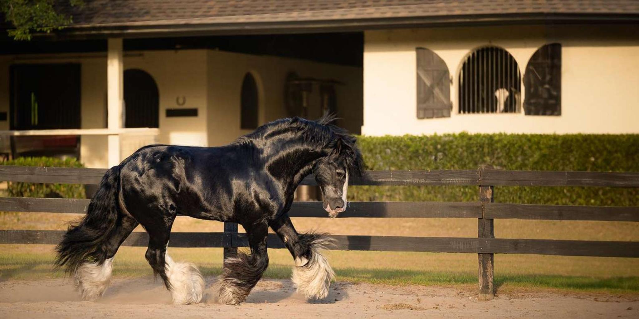 Ocala Gypsy Gold Horse Farm Walking Tour - Image 5