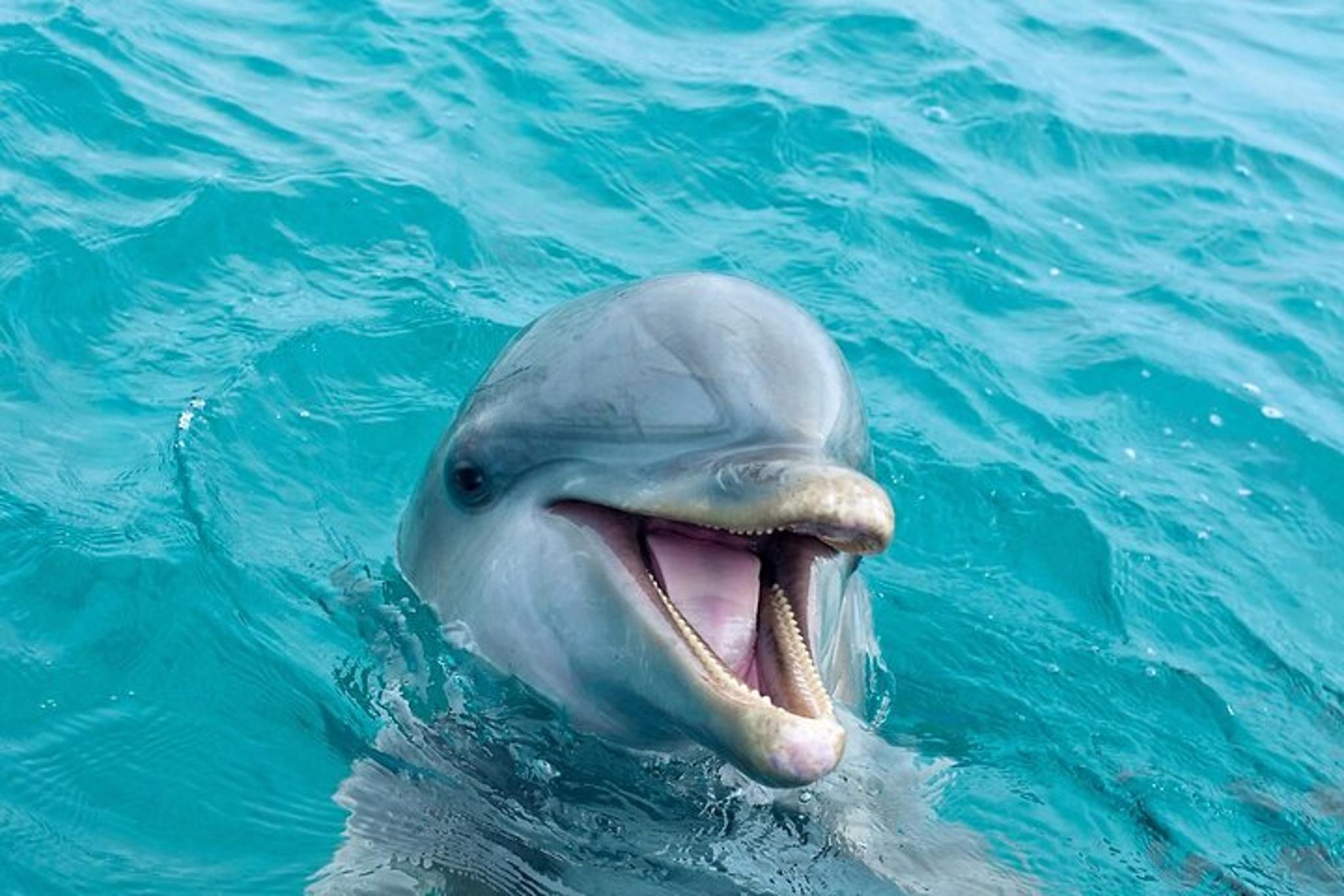 Panama City Beach Dolphin Sightseeing Tour 2 hr