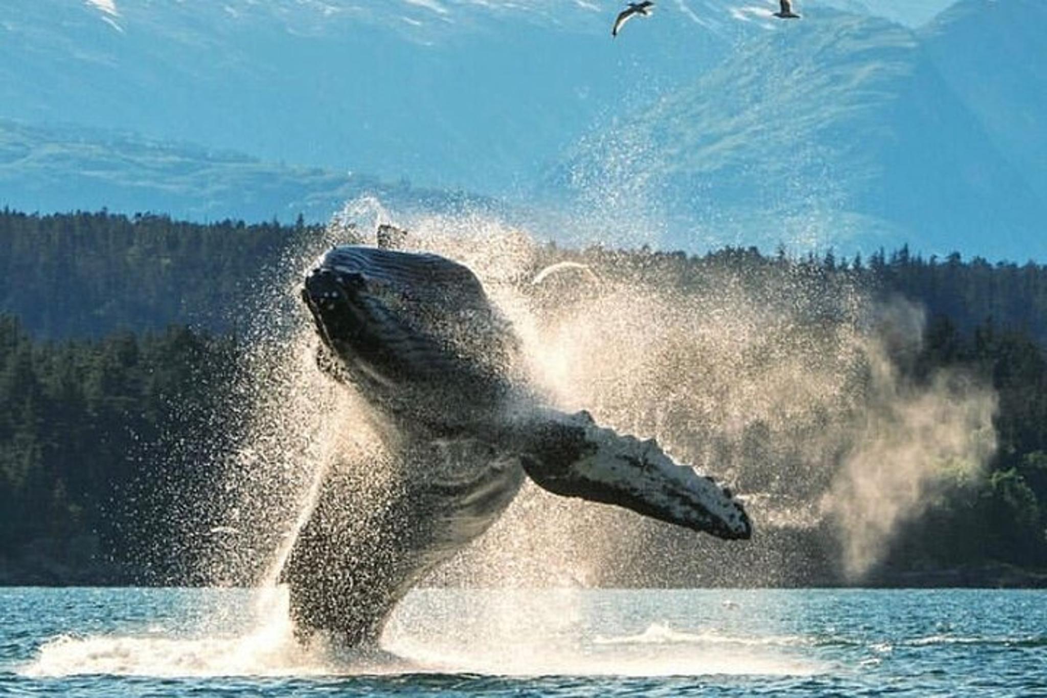 Ketchikan Private Wildlife Tour - Image 3