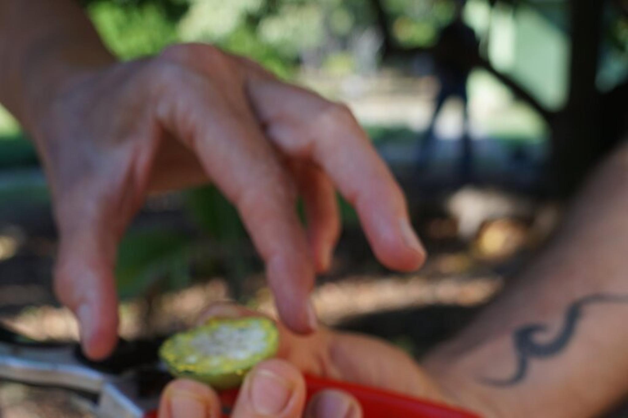 Maui Botanical Garden Experience - Image 4
