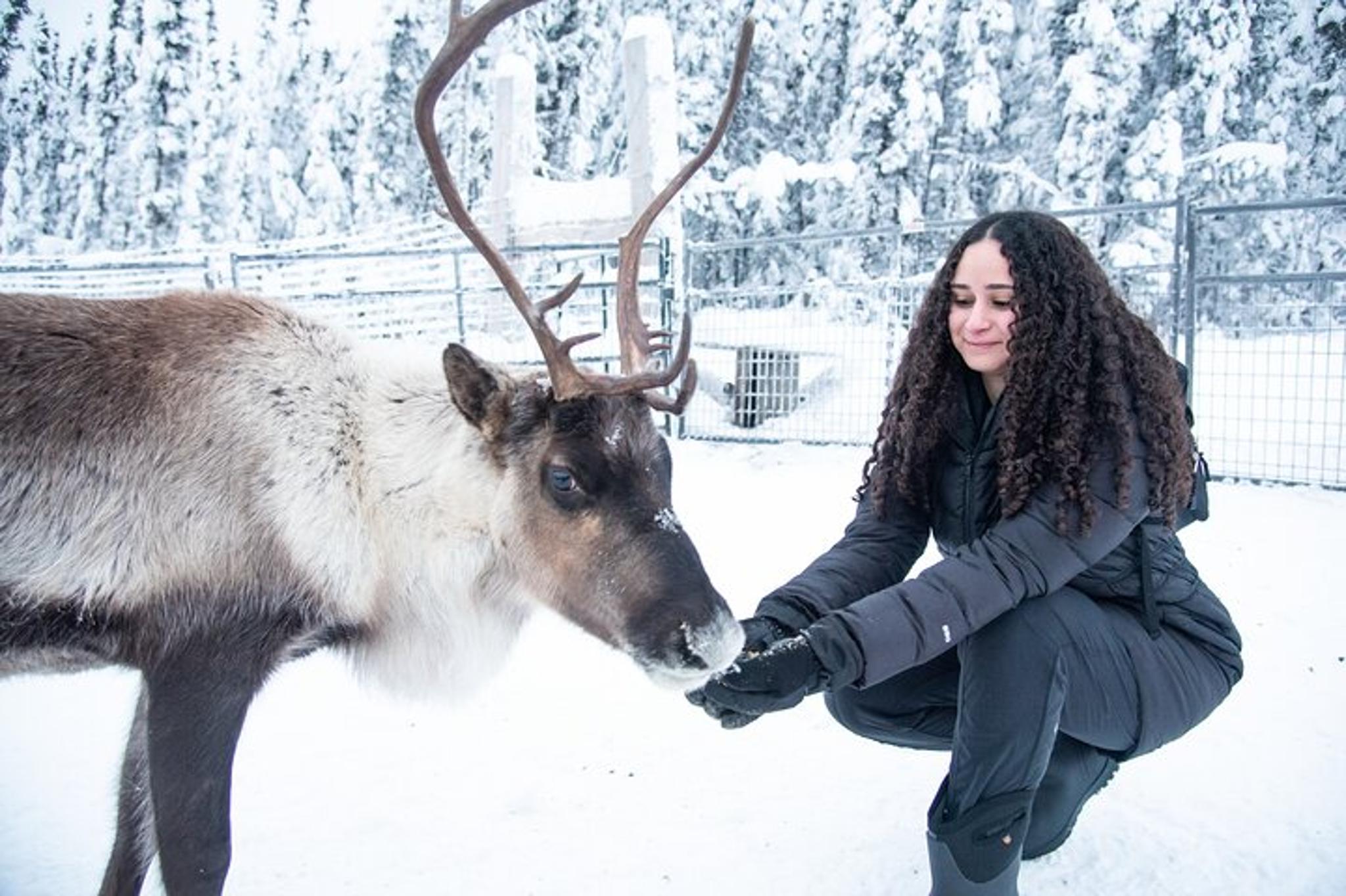 Borealis Basecamp Reindeer and Snowmobile Tour - Image 5