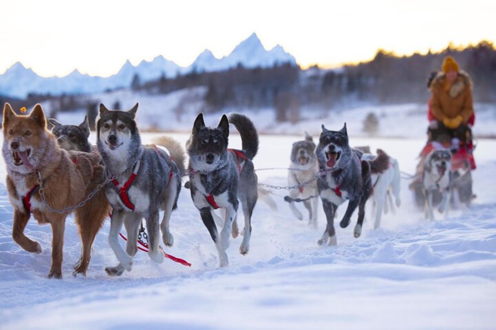 Jackson Hole Dog Sledding and Snowmobile Adventure - Image 6