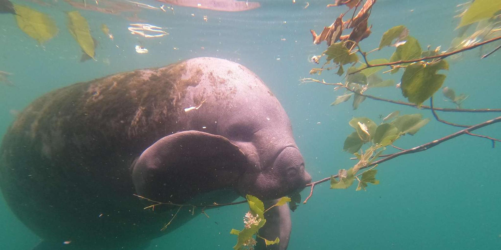 Crystal River Manatee Snorkeling Tour - Image 6