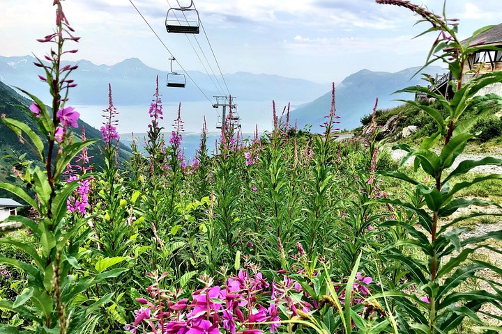 Seward Alaska Crafted Tour and Cruise Transfer - Image 2